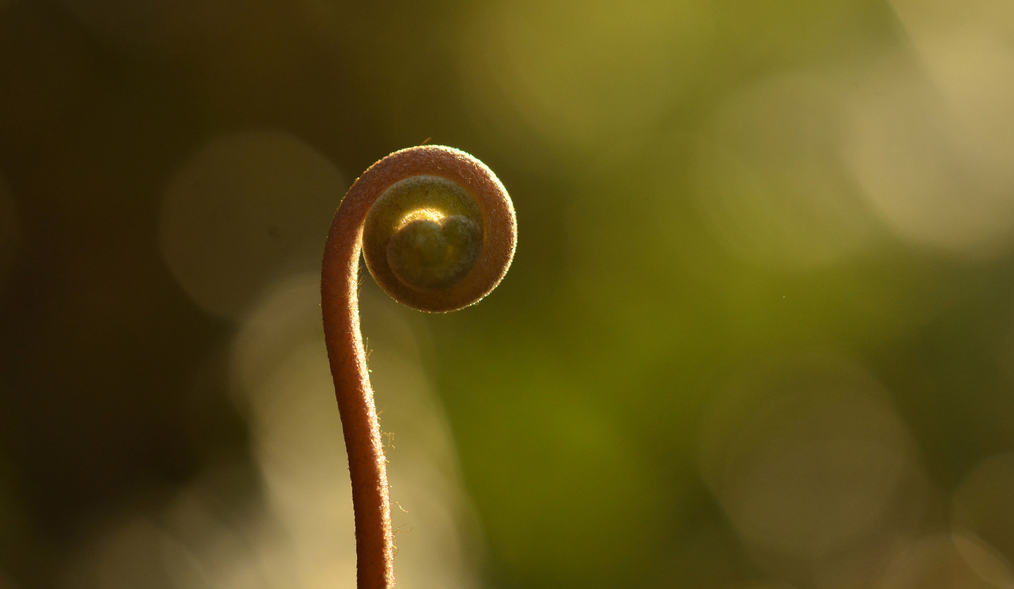 ZEISS Makro-Planar T* 50mm F2 sample photo. My hometown photography