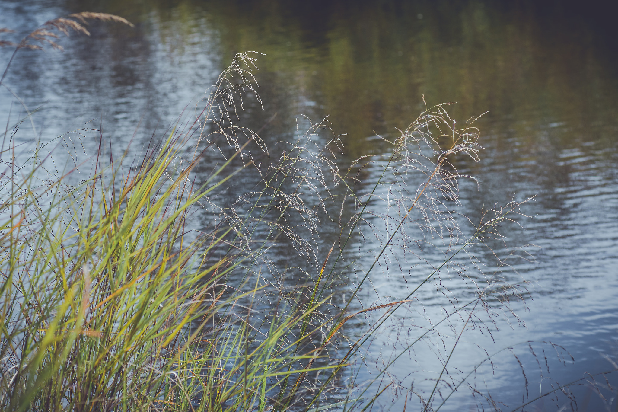 Canon EOS 70D + Tamron SP AF 90mm F2.8 Di Macro sample photo. By the water's edge photography