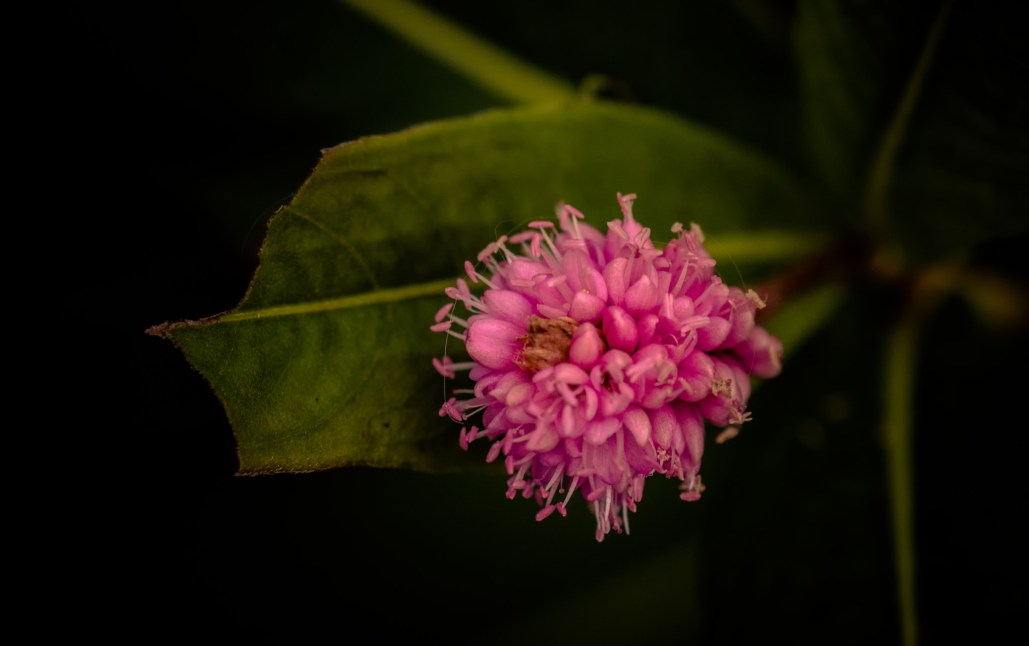 Tamron SP AF 90mm F2.8 Di Macro sample photo. Wildflower in pink photography