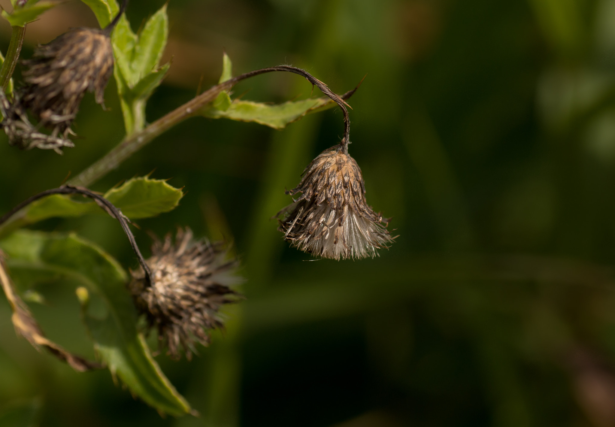 Canon EOS 70D + Tamron SP AF 90mm F2.8 Di Macro sample photo. Thistle seed photography