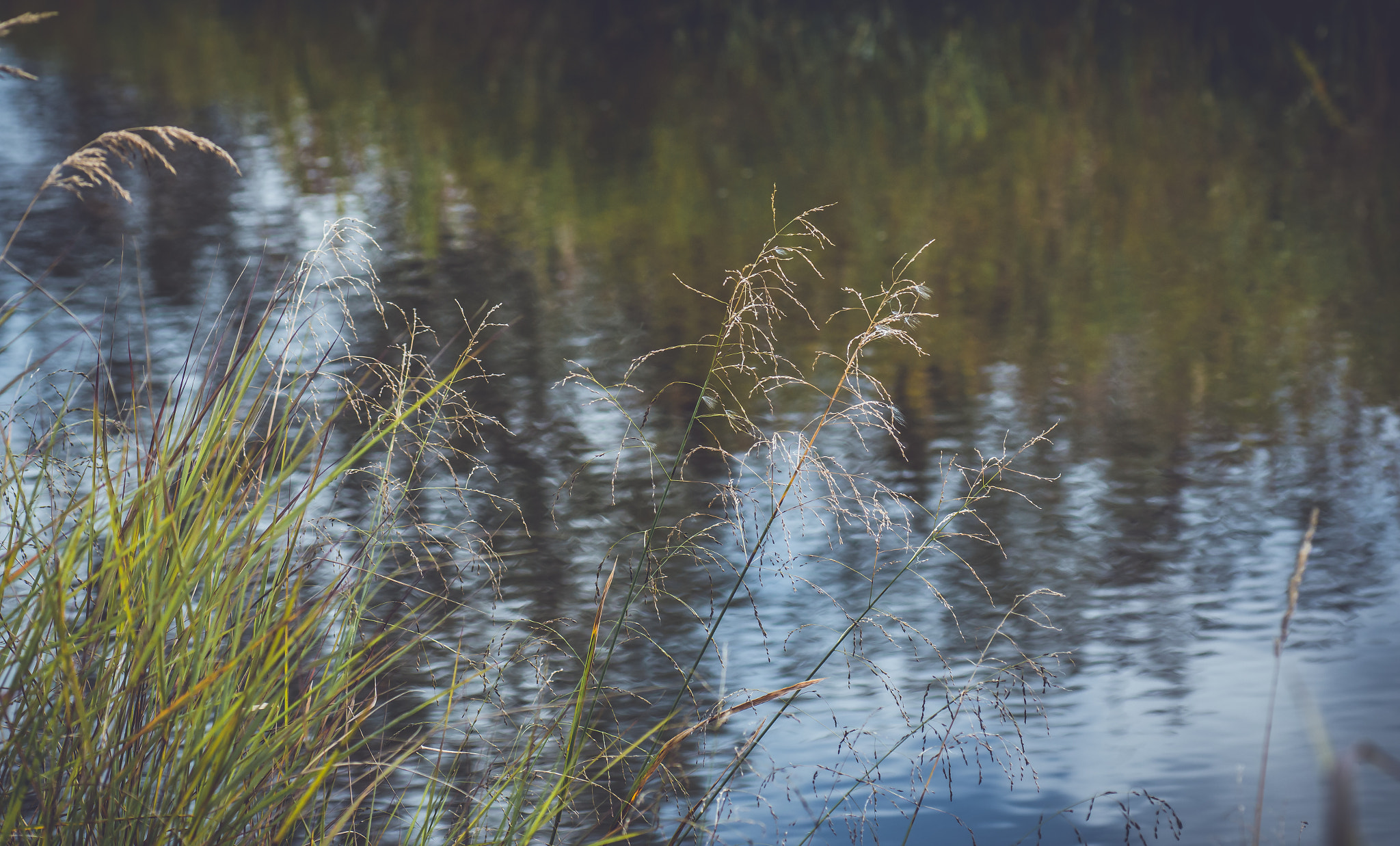 Tamron SP AF 90mm F2.8 Di Macro sample photo. Water's edge photography