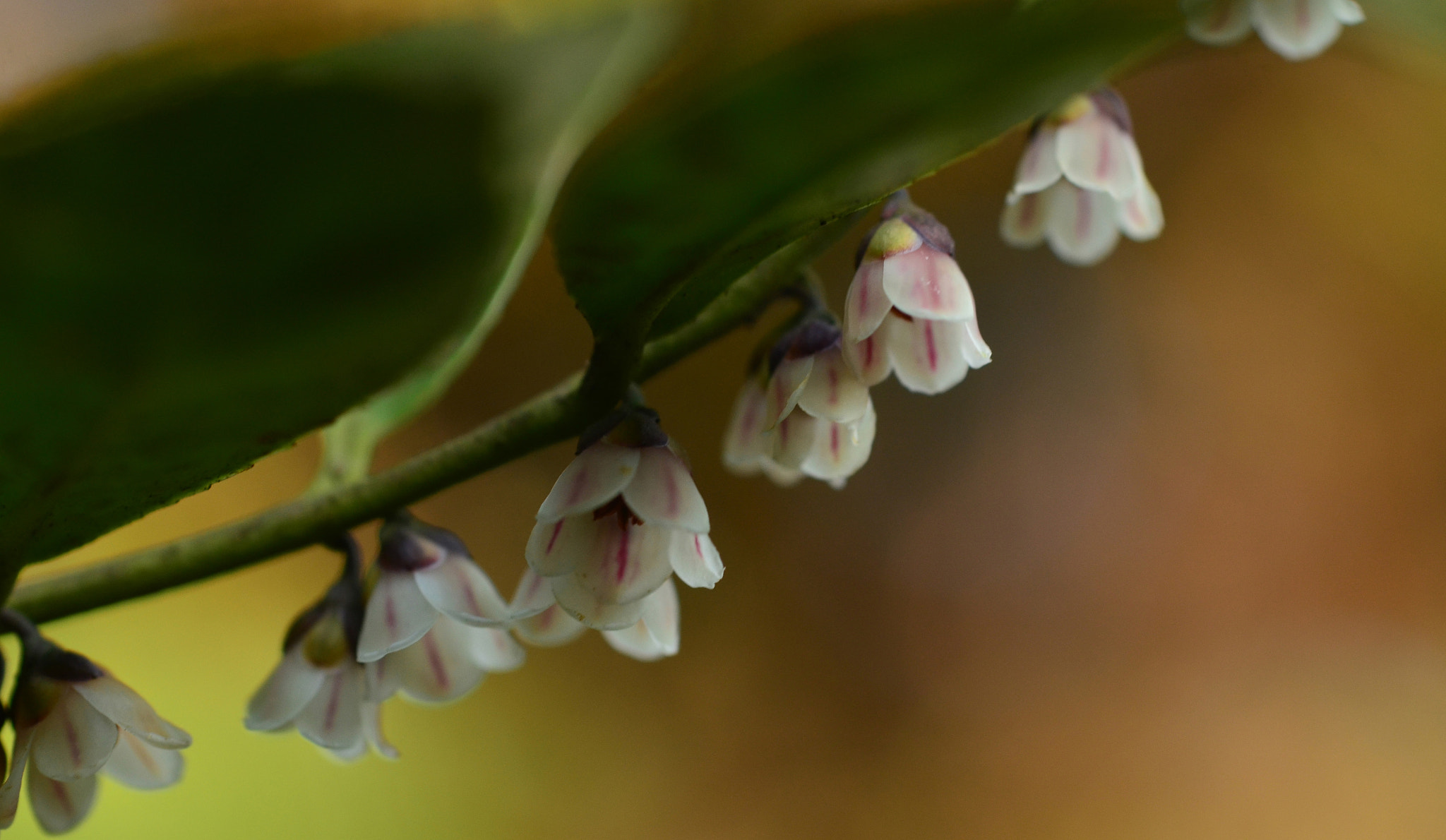 ZEISS Makro-Planar T* 50mm F2 sample photo. My hometown photography