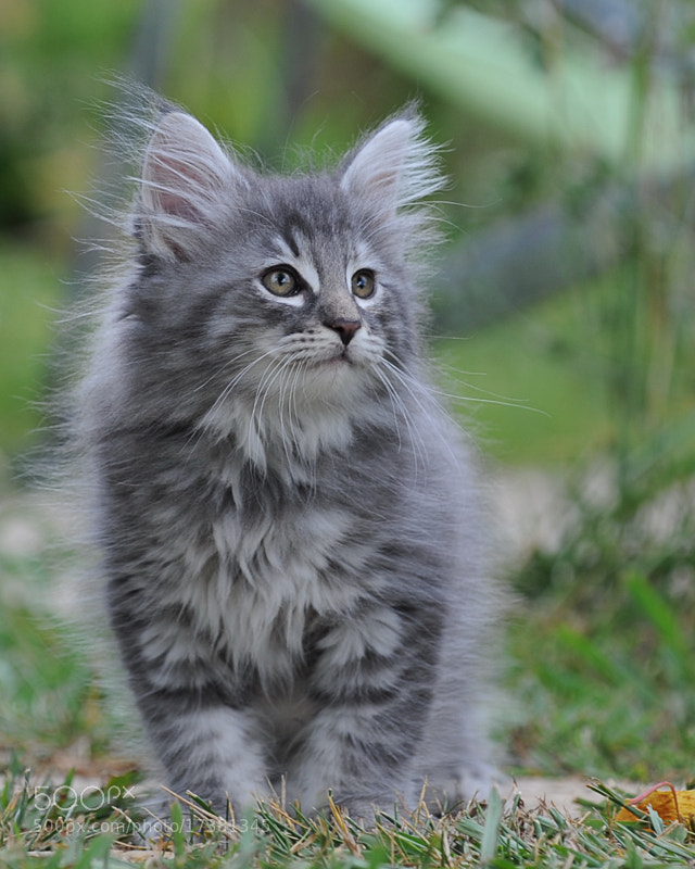 Gaïa by Dominique Legros