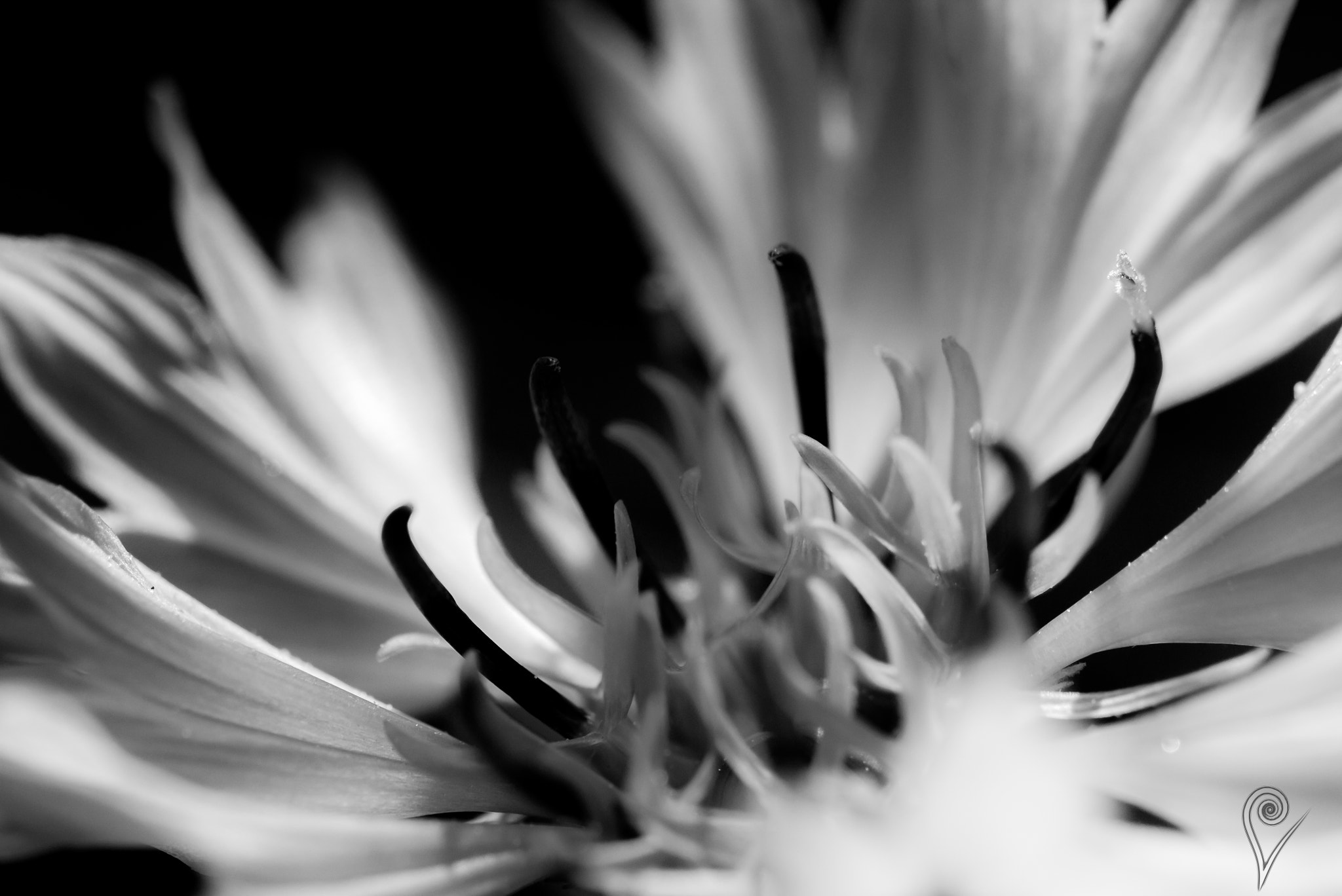 Canon EOS 600D (Rebel EOS T3i / EOS Kiss X5) + Canon EF 100mm F2.8L Macro IS USM sample photo. Cyanus segetum in b/w photography