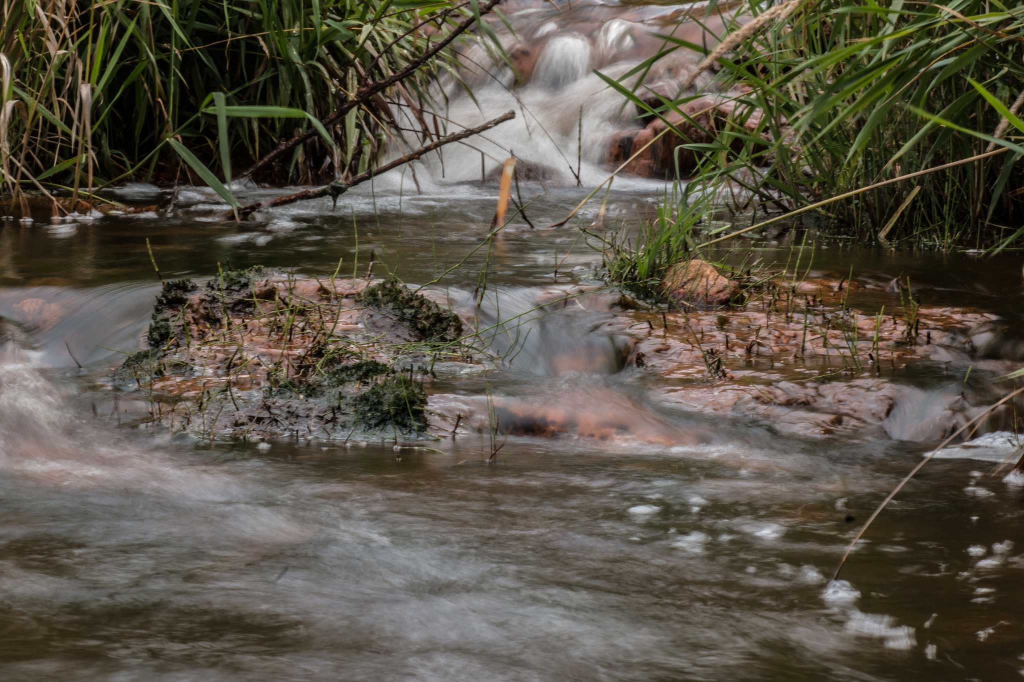 Tamron SP AF 90mm F2.8 Di Macro sample photo. Creek life photography