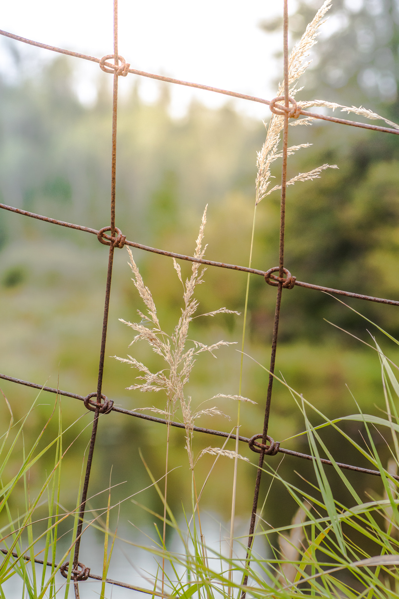 Canon EOS 70D + Tamron SP AF 90mm F2.8 Di Macro sample photo. Rusty goodness photography