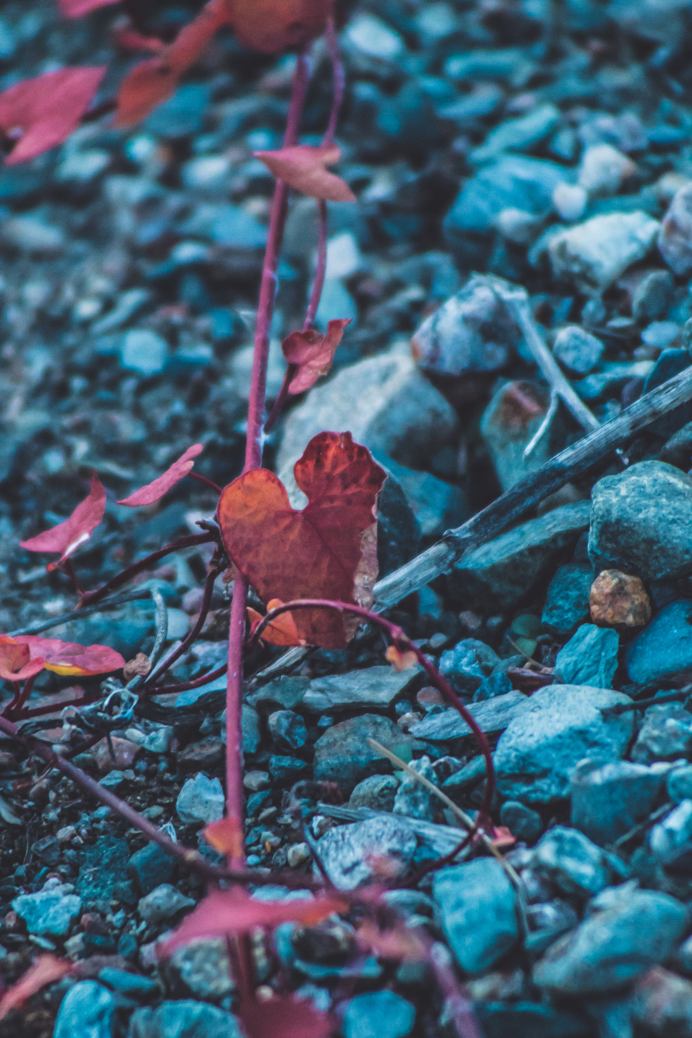 Canon EF 55-200mm F4.5-5.6 II USM sample photo. Red in the blue hour photography