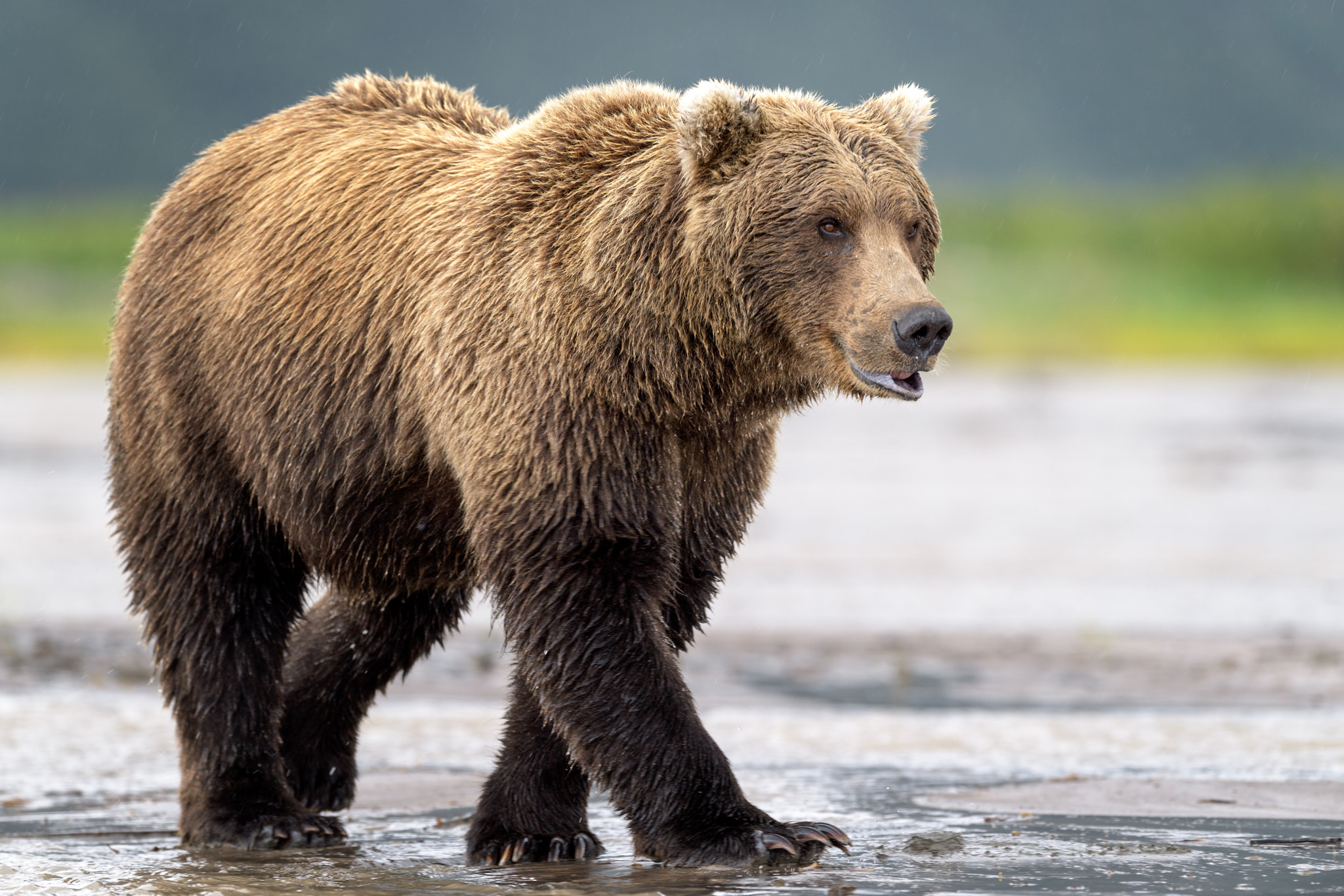 Nikon D5 + Nikon AF-S Nikkor 500mm F4G ED VR sample photo. The bear pay no attention to me.... photography