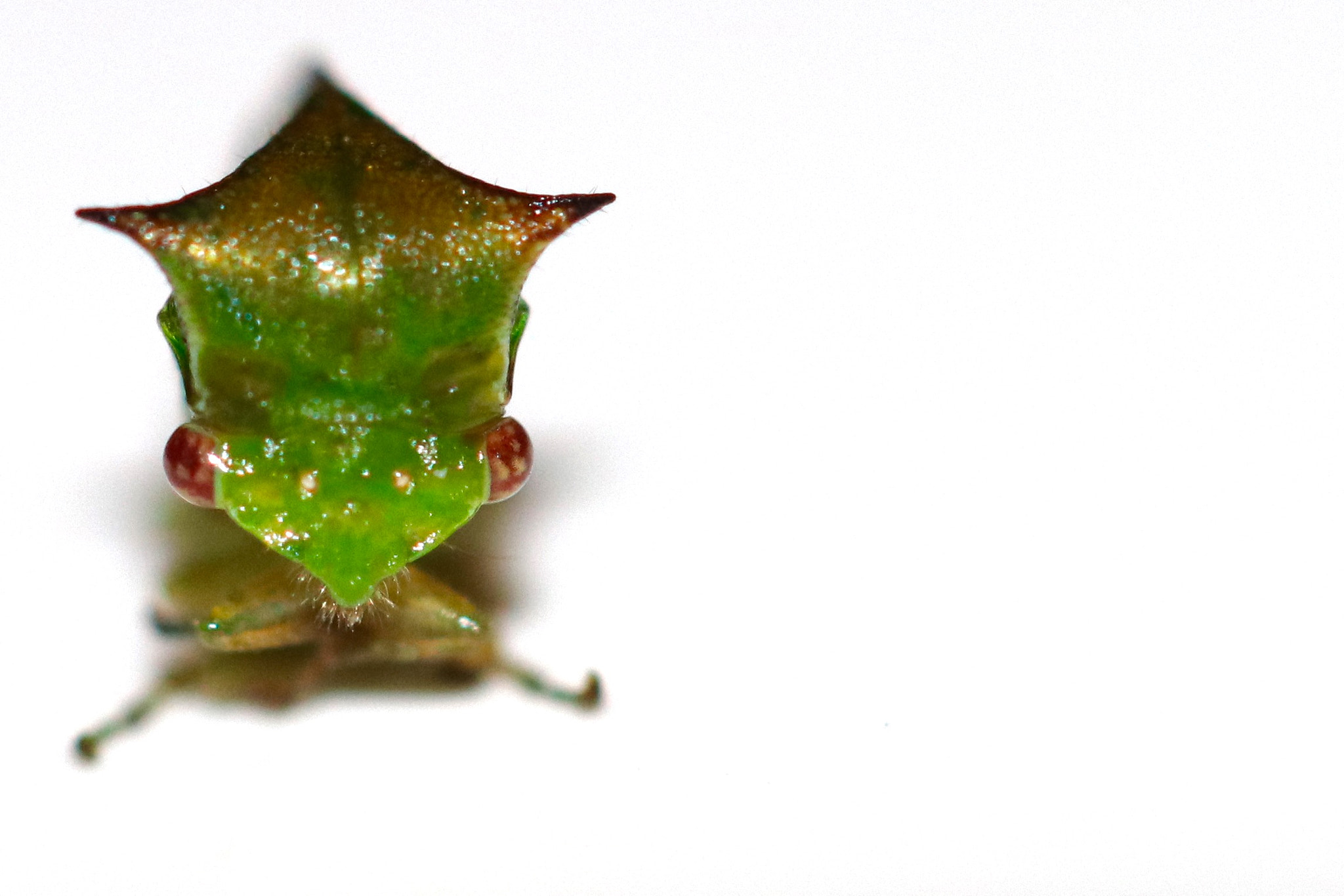 Canon EOS 80D + Canon EF 100mm F2.8L Macro IS USM sample photo. Leaf hopper photography