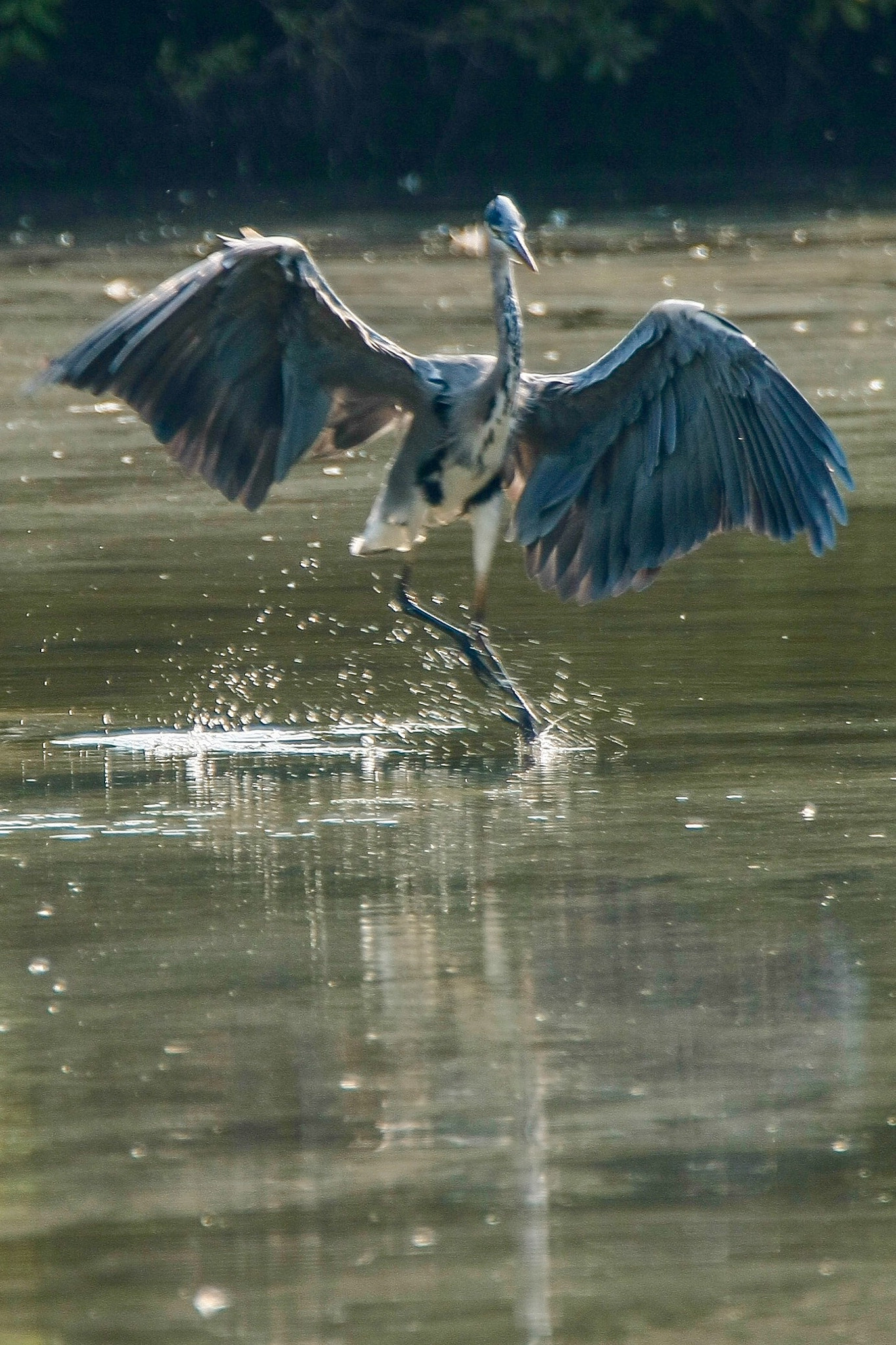 Canon EOS-1Ds Mark III sample photo. Grey heron photography