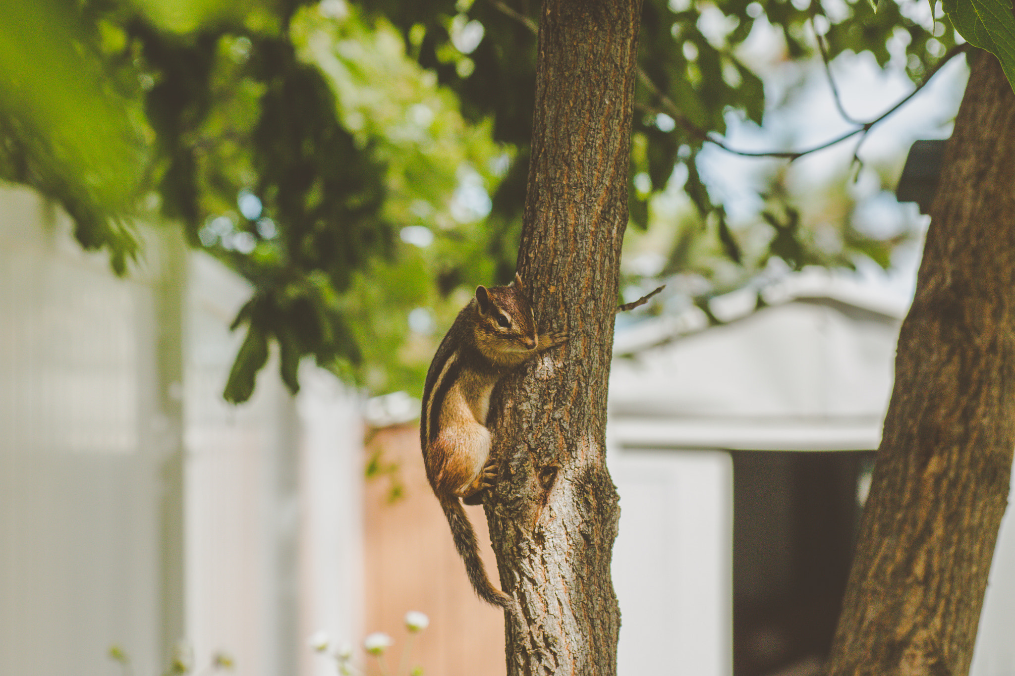 Canon EOS 70D + Tamron SP AF 90mm F2.8 Di Macro sample photo. Backyard buddy photography