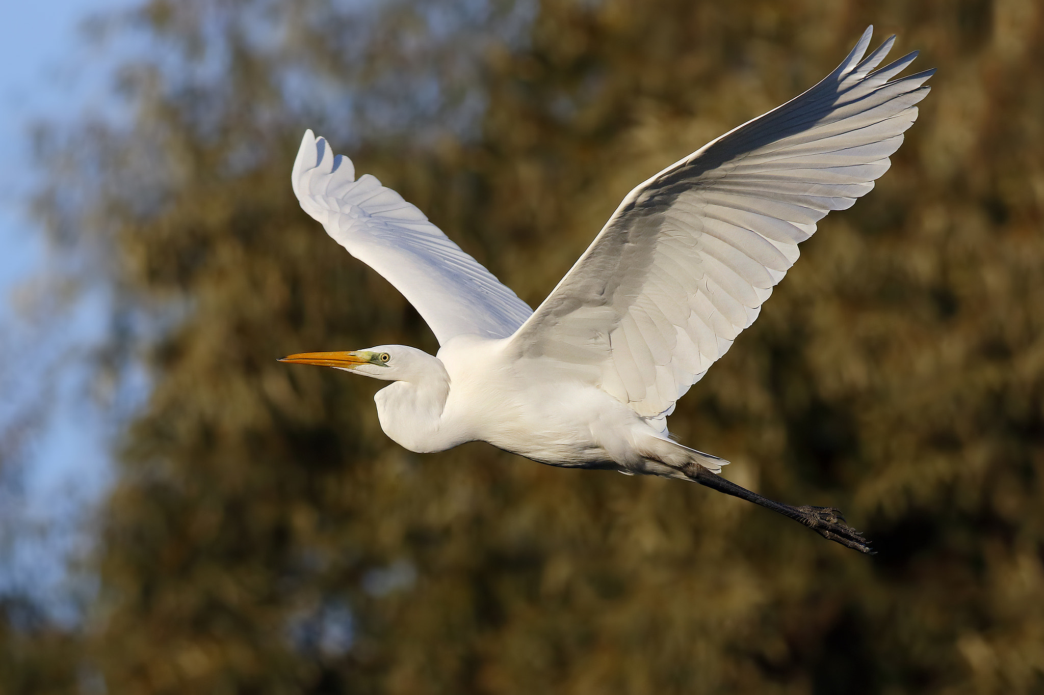 Canon EOS 7D Mark II + Canon EF 500mm f/4.5L sample photo. Great white heron photography