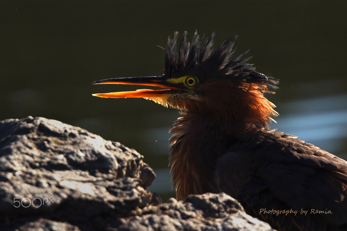 Canon EF 500mm F4L IS II USM sample photo. The rock star !!! photography