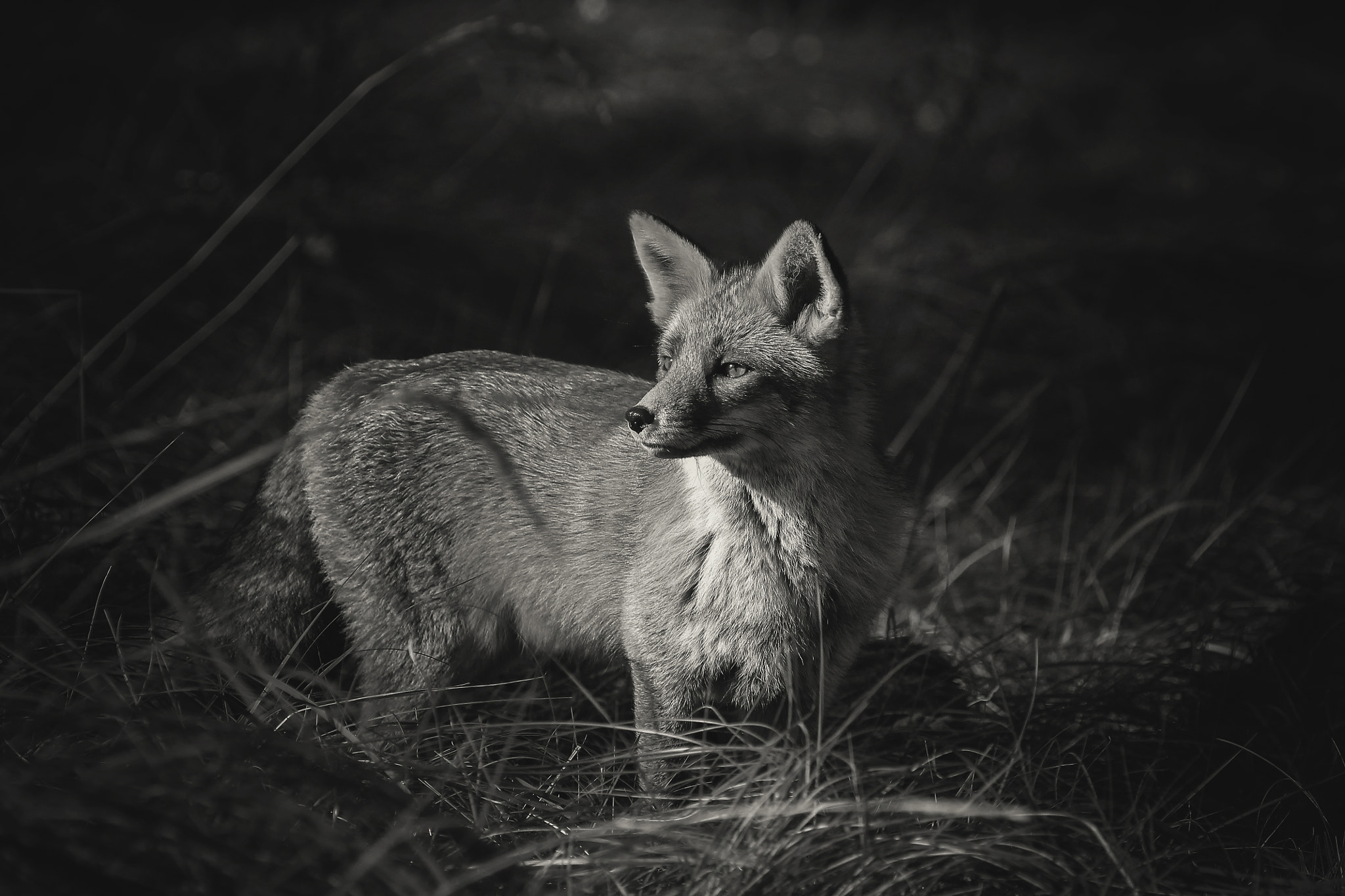 Canon EF 100-400mm F4.5-5.6L IS USM sample photo. Fox photography