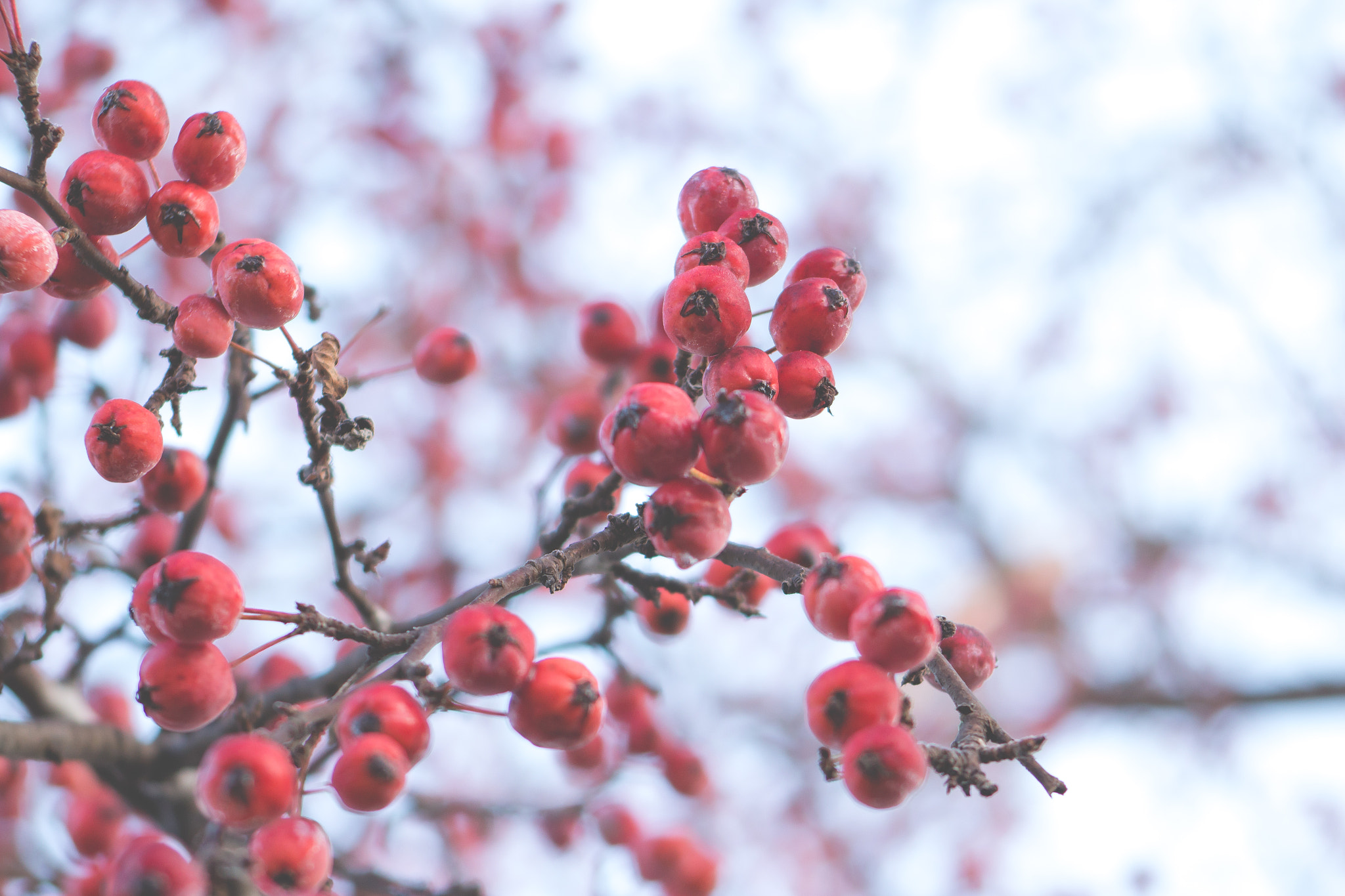 Canon EF 55-200mm F4.5-5.6 II USM sample photo. Crabapples in the spring photography
