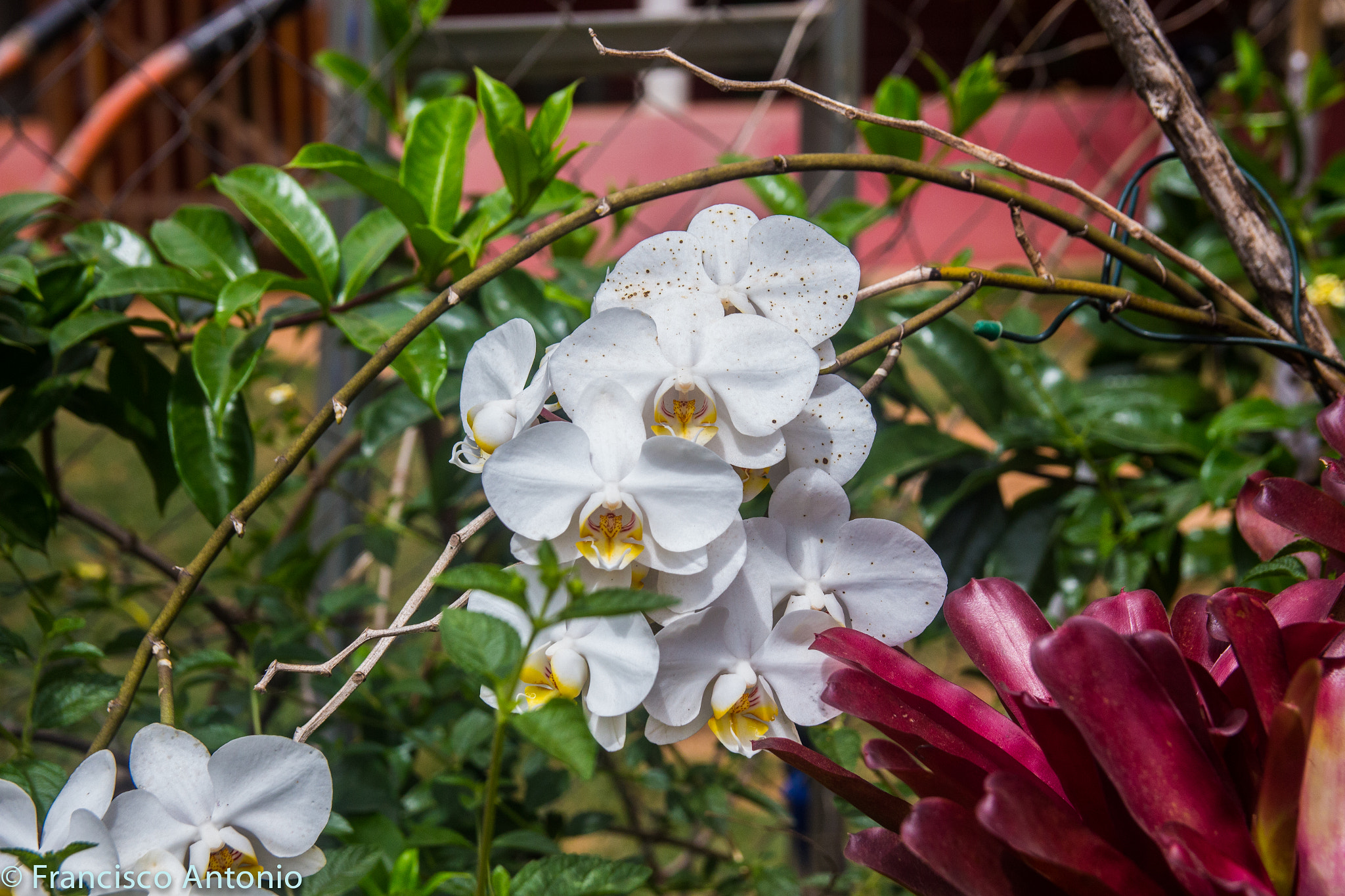 Canon EF-S 17-55mm F2.8 IS USM sample photo. Les belles fleurs photography