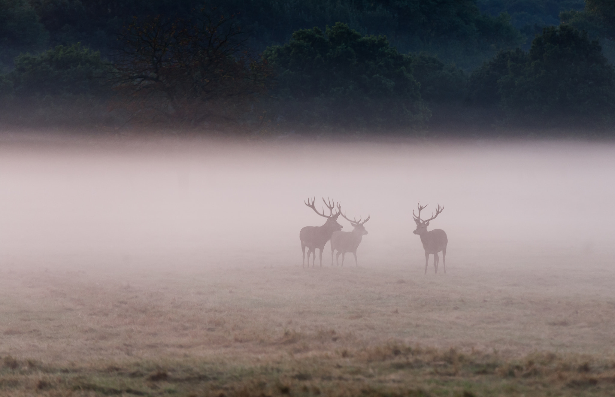 Canon EOS 5D + Sigma 70-200mm F2.8 EX DG OS HSM sample photo. Stag silhouettes in the morning mist photography