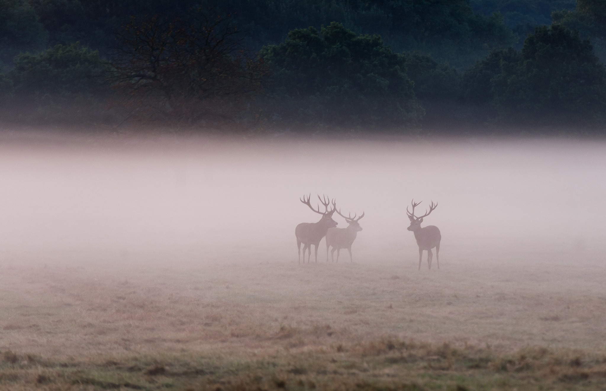 Sigma 70-200mm F2.8 EX DG OS HSM sample photo. Stag silhouettes in the morning mist photography