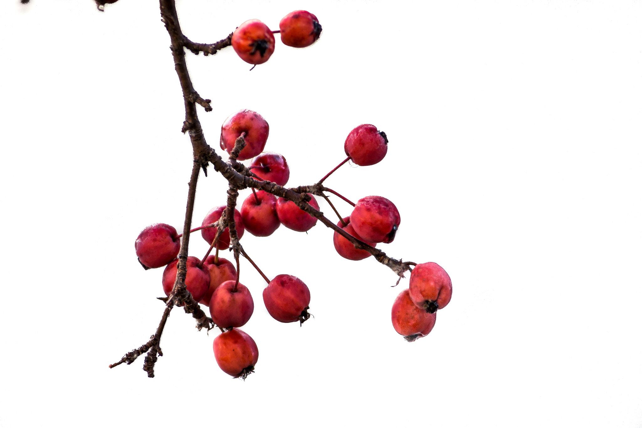 Canon EF 55-200mm F4.5-5.6 II USM sample photo. Crabapples in the spring photography