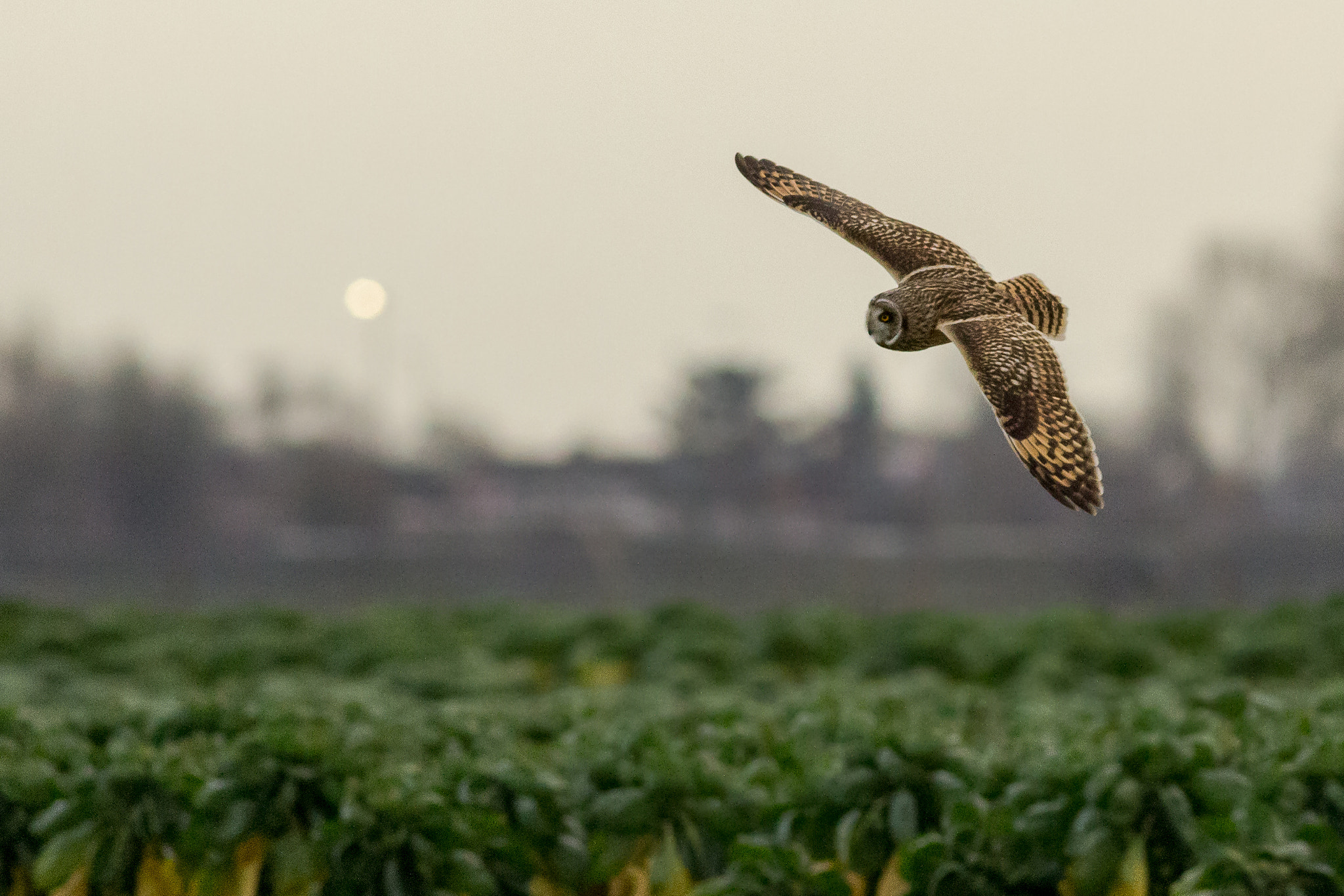 Canon EOS 60D + Canon EF 400mm F5.6L USM sample photo. Short-eared owl photography