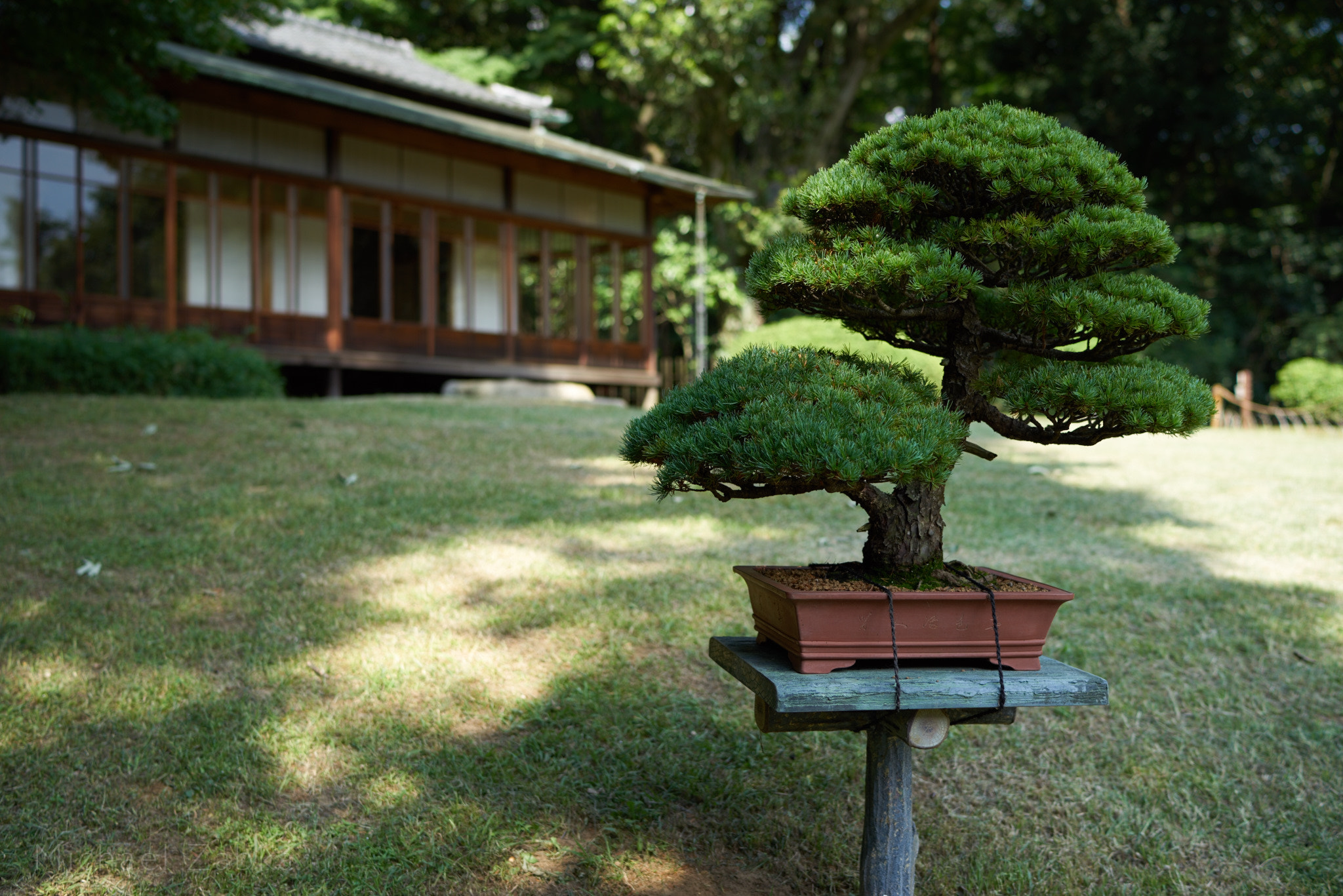 Sony a7R + Sony Distagon T* FE 35mm F1.4 ZA sample photo. Bonsai in meiji jingu (tokyo) photography