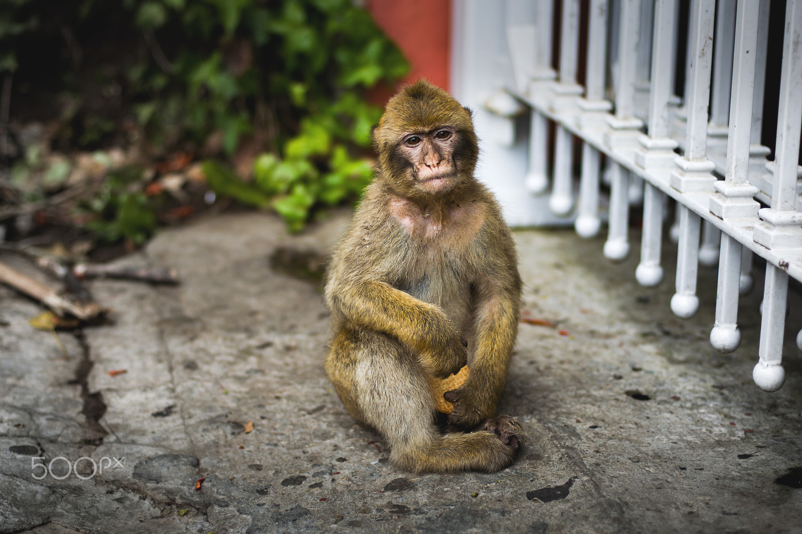 Nikon D3300 + Nikon AF Nikkor 50mm F1.4D sample photo. A monkey with a biscuit photography