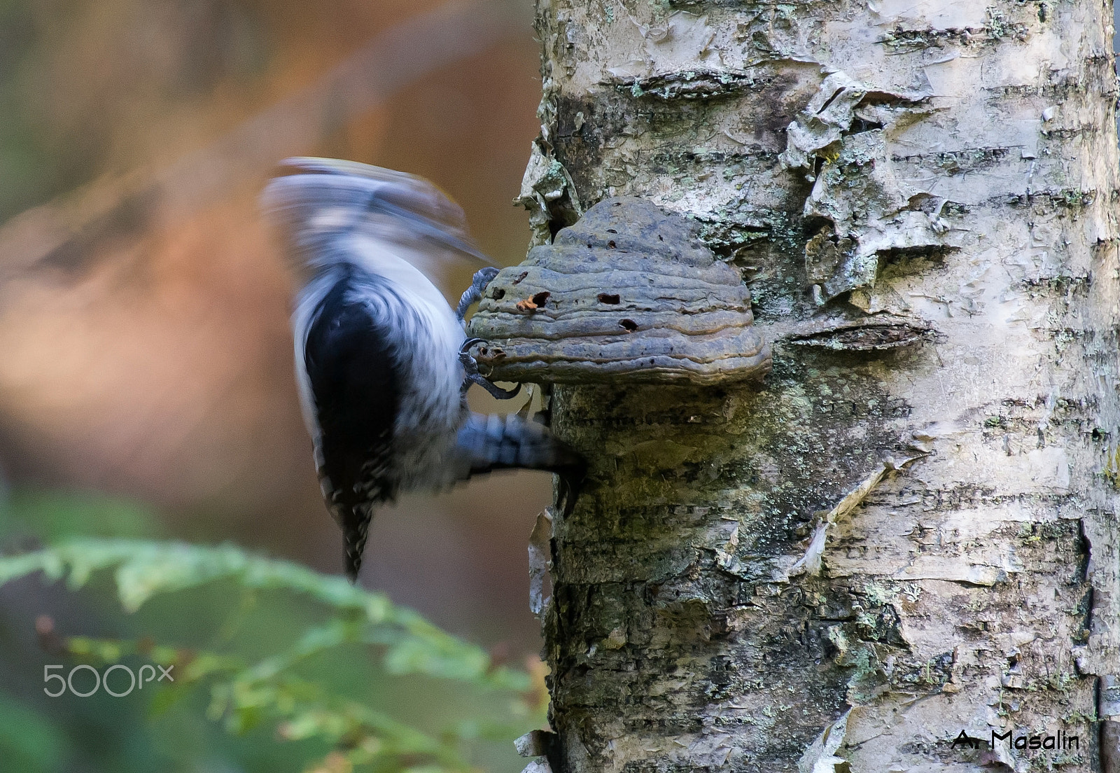 Nikon AF-S Nikkor 200-500mm F5.6E ED VR sample photo. Eurasian three toed woodpecker photography