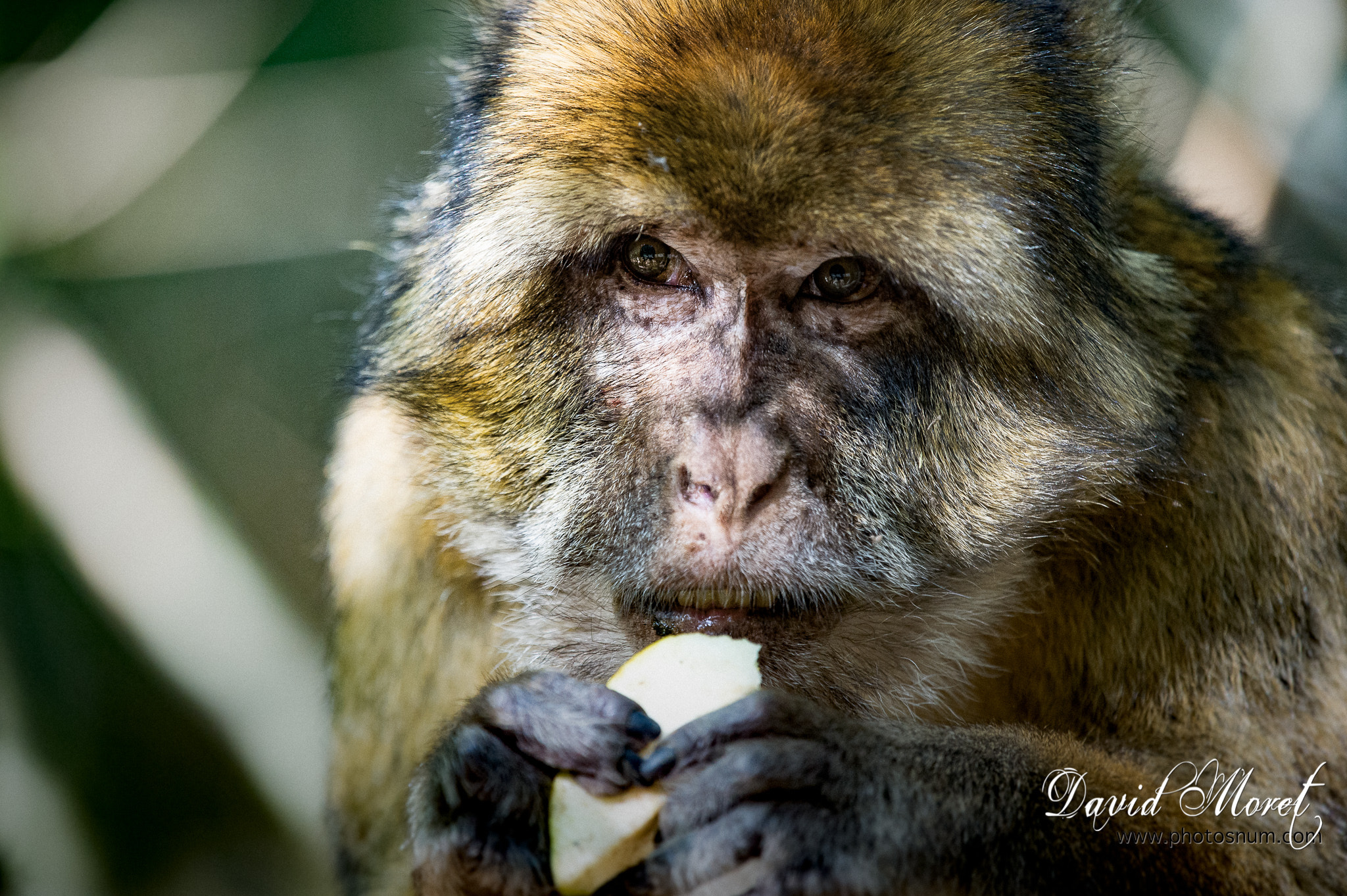 Nikon Nikkor AF-S 300mm F4E PF ED VR sample photo. Terre de singes photography