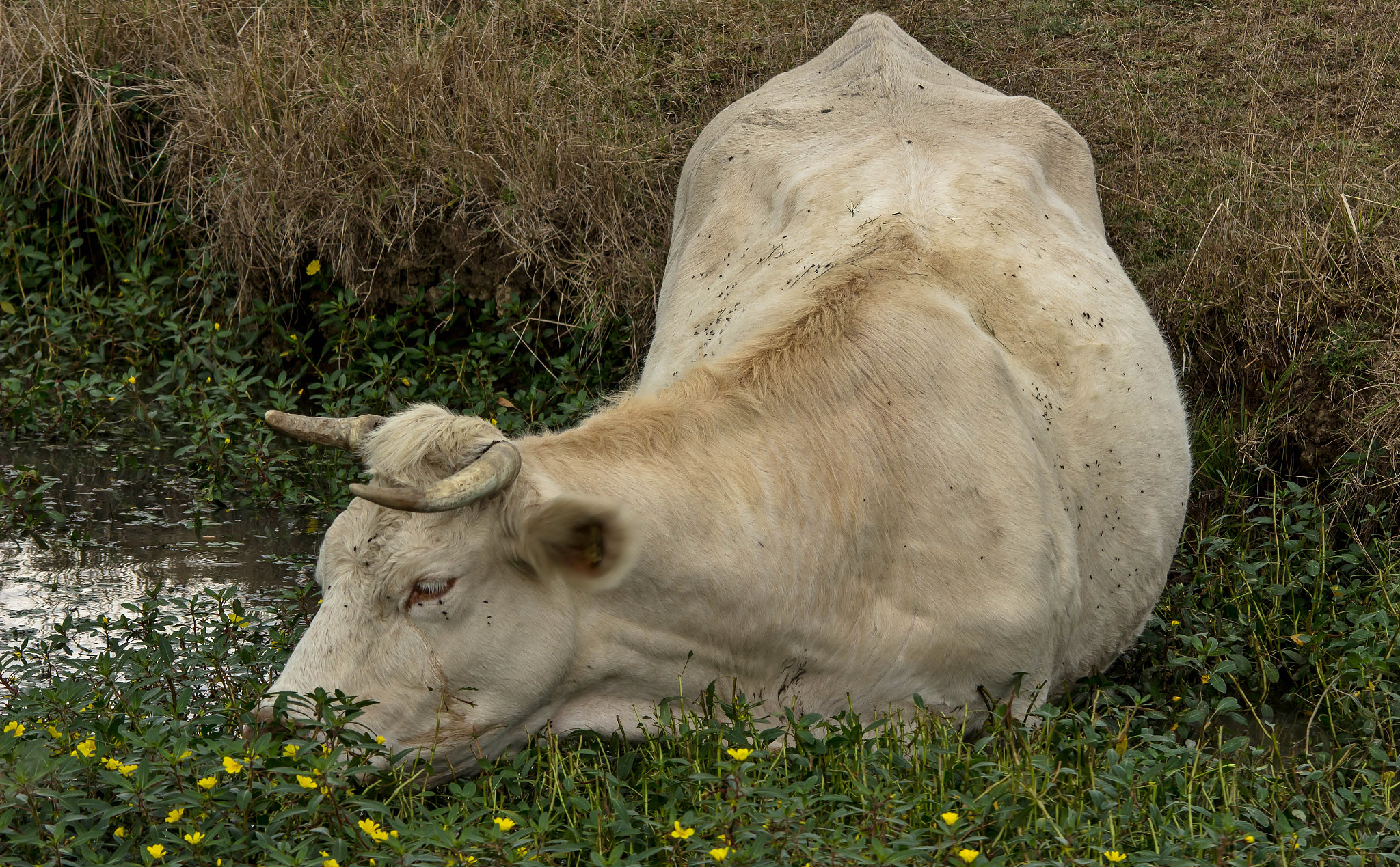 Sigma 150-500mm F5-6.3 DG OS HSM sample photo. Vache à l'eau photography