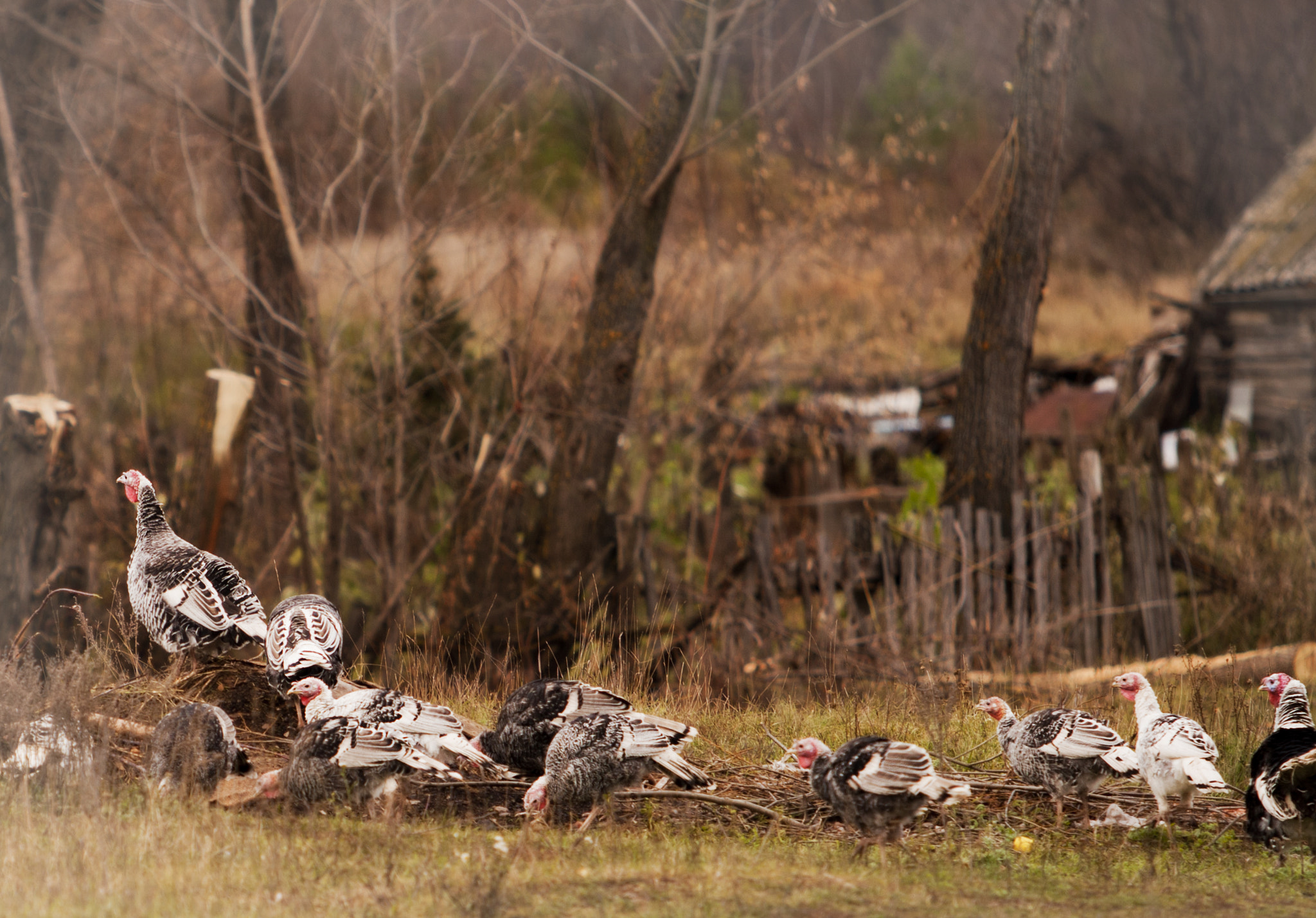 Canon EF 70-200mm F2.8L USM sample photo. Img photography
