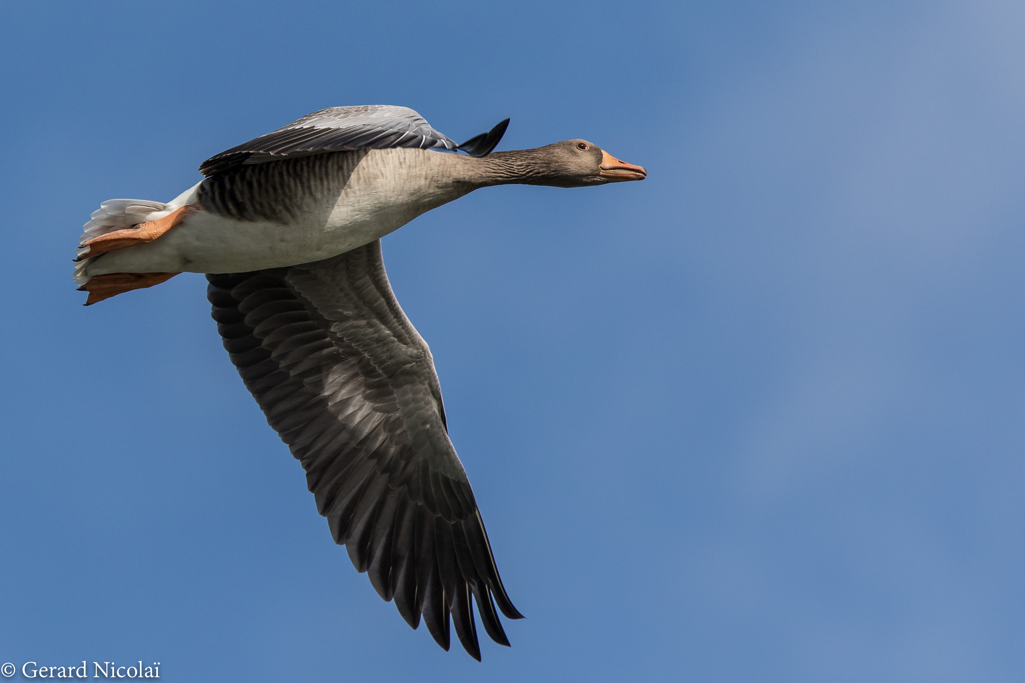 Canon EOS 7D Mark II sample photo. Grey goose fly by photography