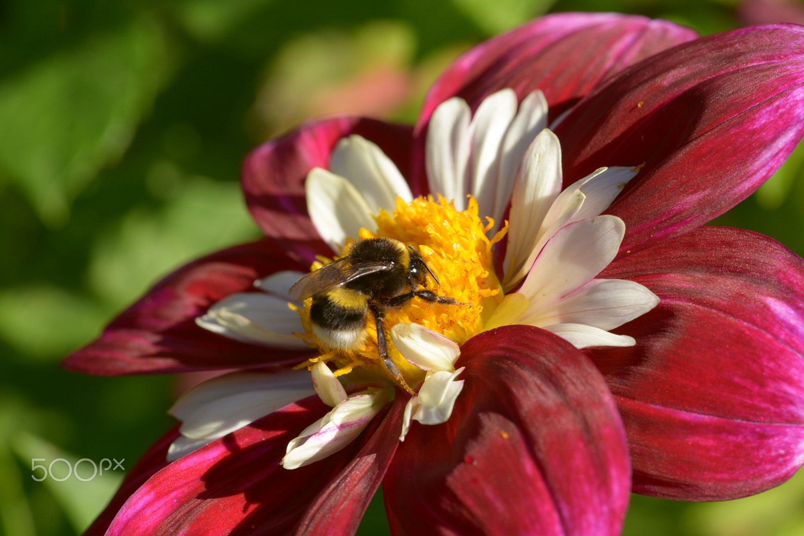 Nikon D7100 + Sigma 105mm F2.8 EX DG Macro sample photo. Flowers photography