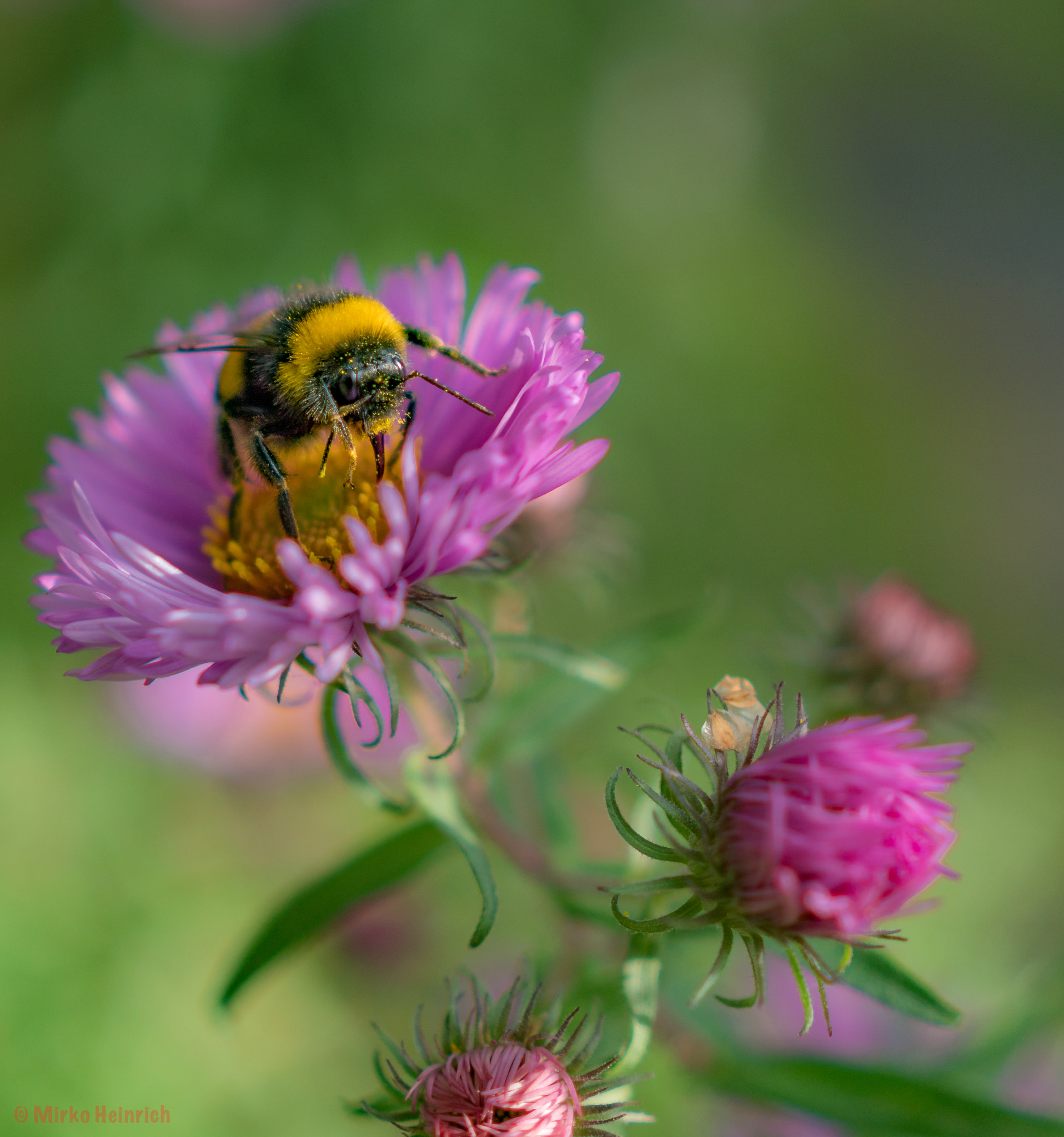 Sony a6300 + ZEISS Batis 25mm F2 sample photo. Hummel im herbstlichen pollenrausch! photography