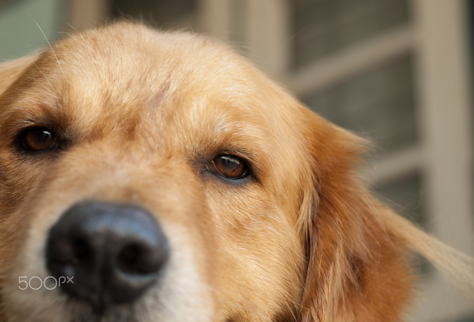 Olympus E-620 (EVOLT E-620) + OLYMPUS 50mm Lens sample photo. Golden retriever photography