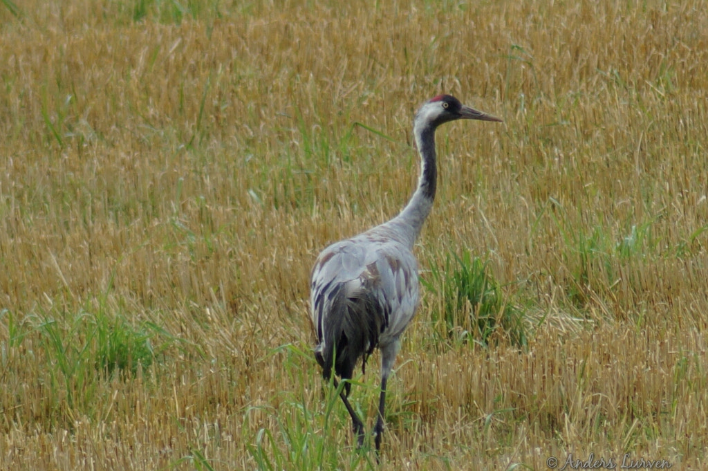 Sony SLT-A58 sample photo. Crane  photography