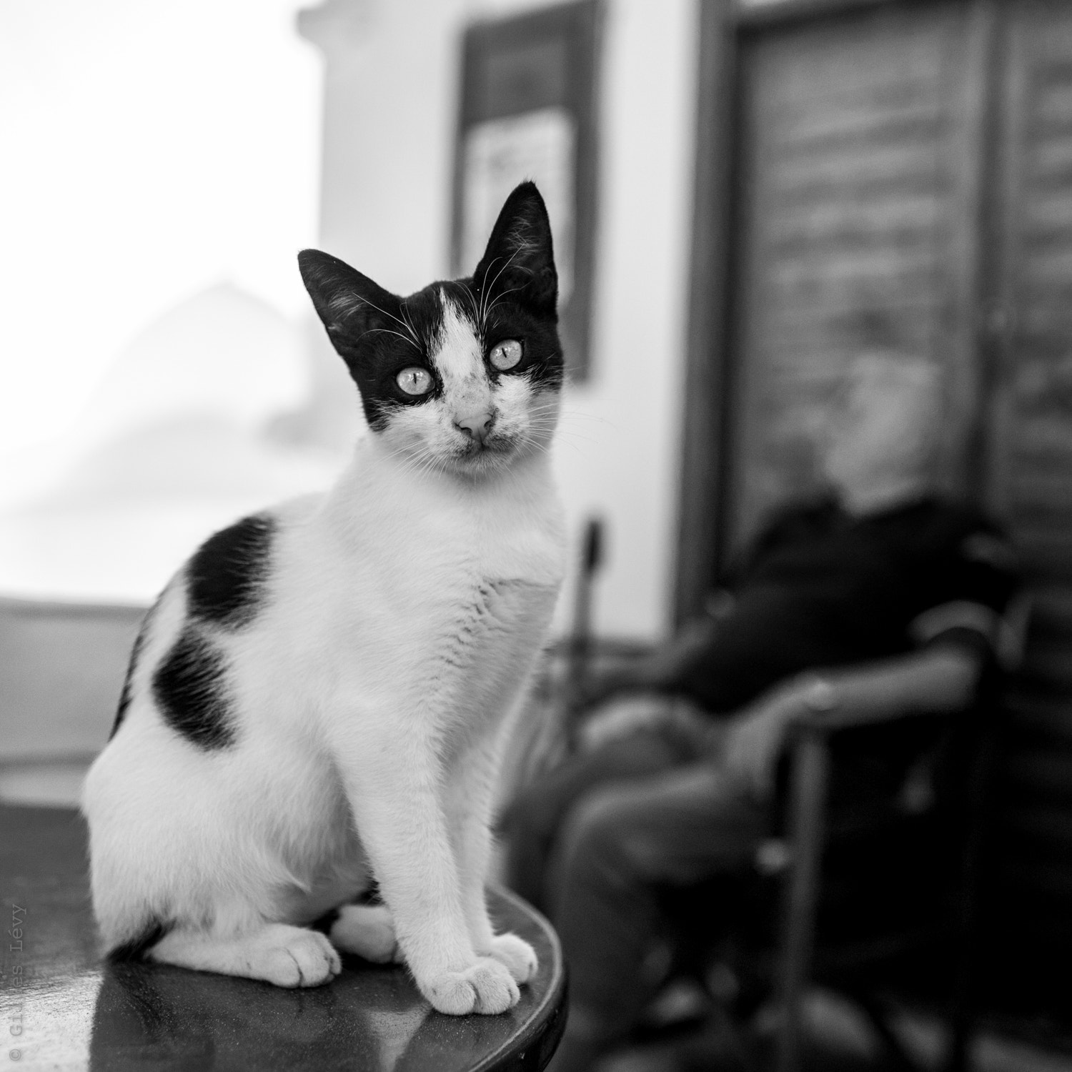 Nikon D700 + Nikon AF-S Nikkor 35mm F1.8G ED sample photo. The cheeky cat photography