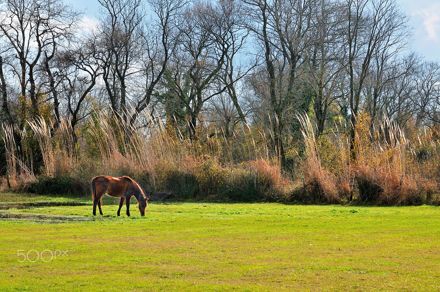 Nikon D300 sample photo. Horse photography