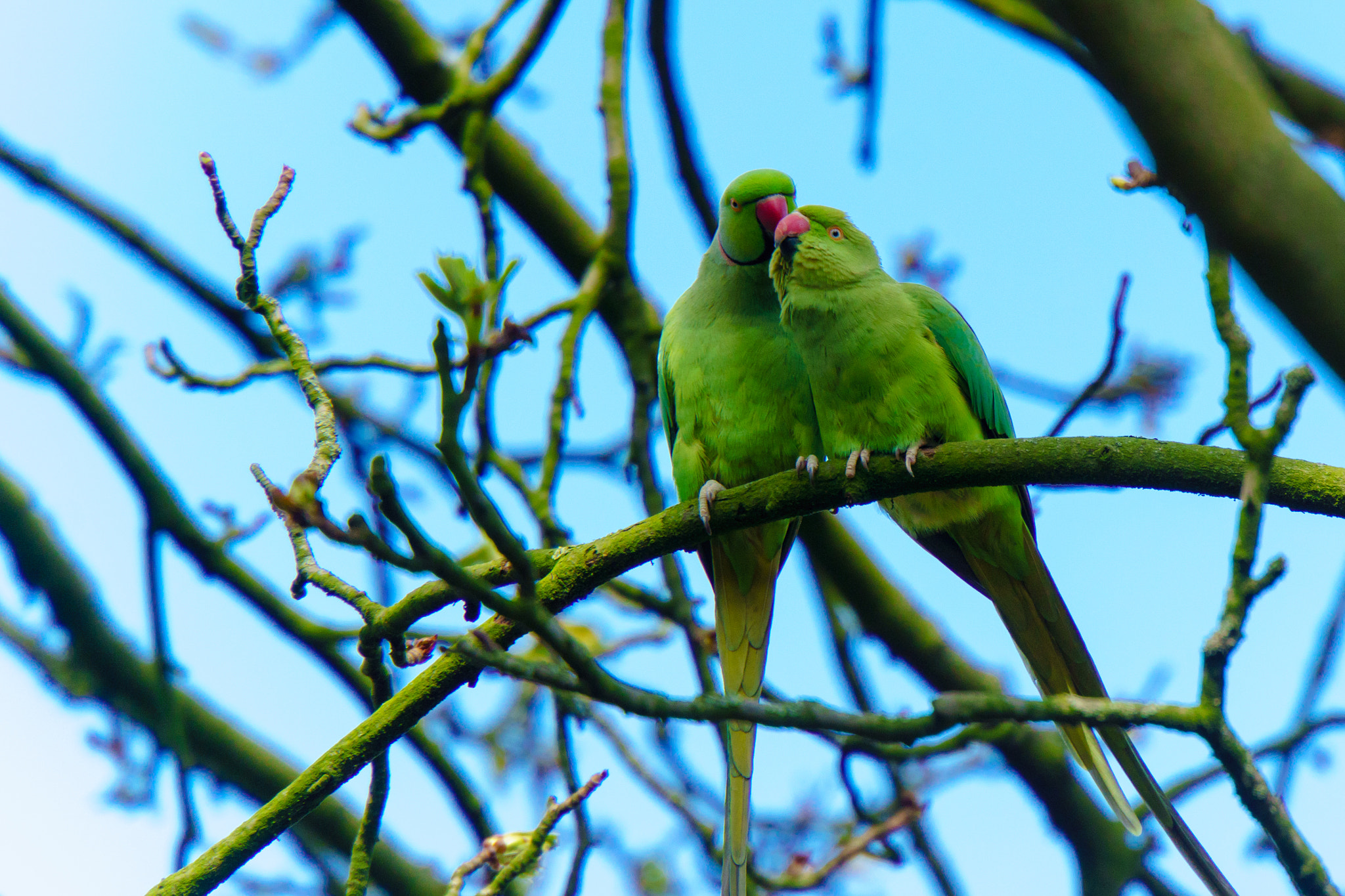 Sony E 18-200mm F3.5-6.3 OSS sample photo. Spring is love time for all things green photography