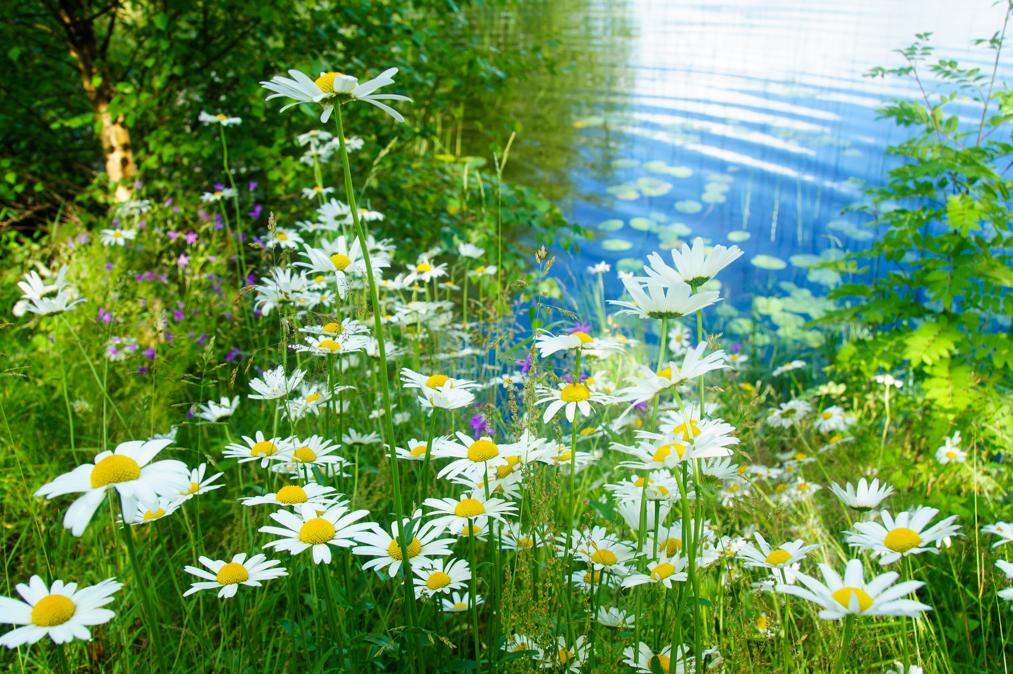 Sony Alpha NEX-5 sample photo. Finnish summer photography