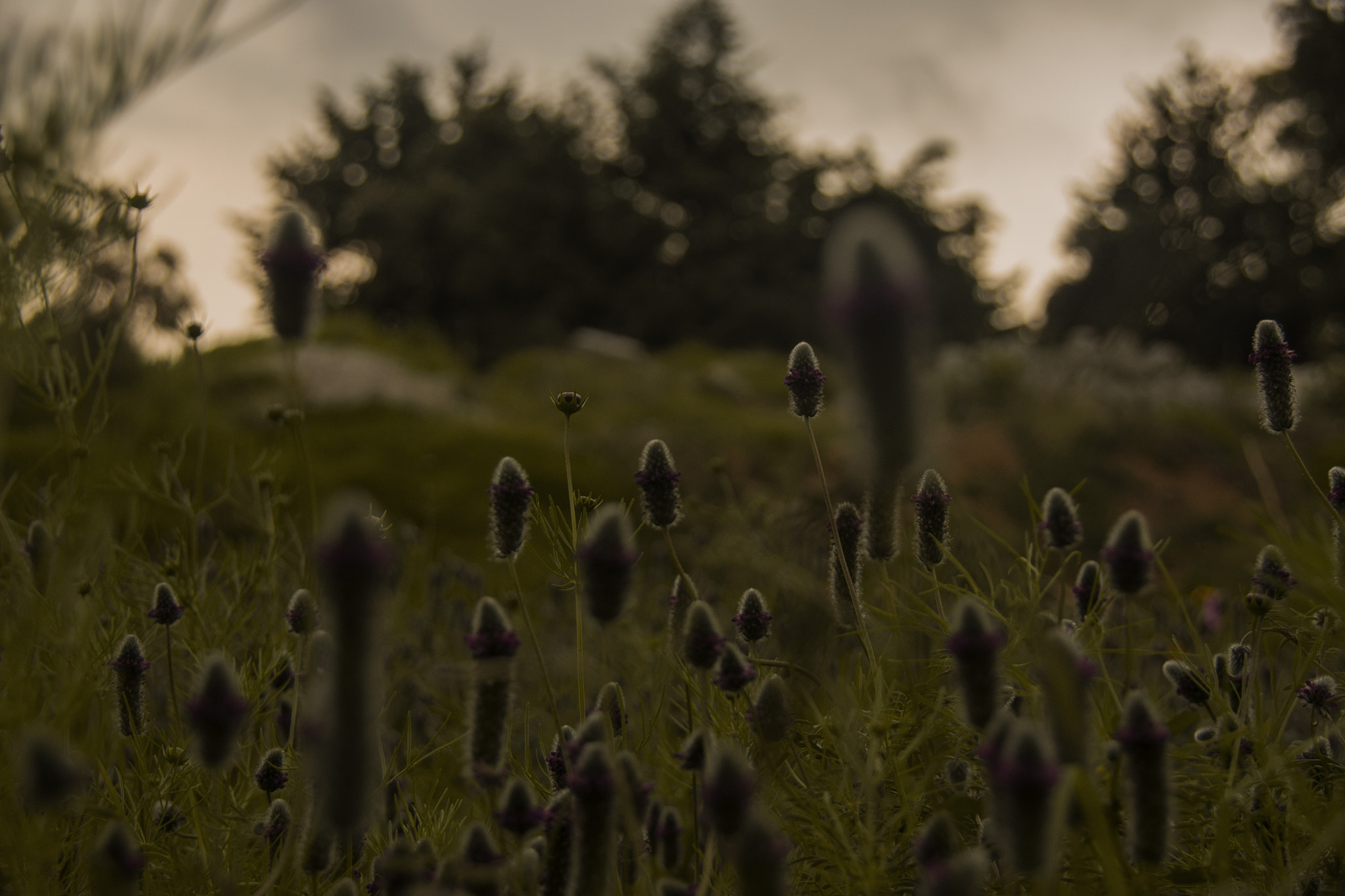 Sony Alpha DSLR-A500 sample photo. Spigas c: photography