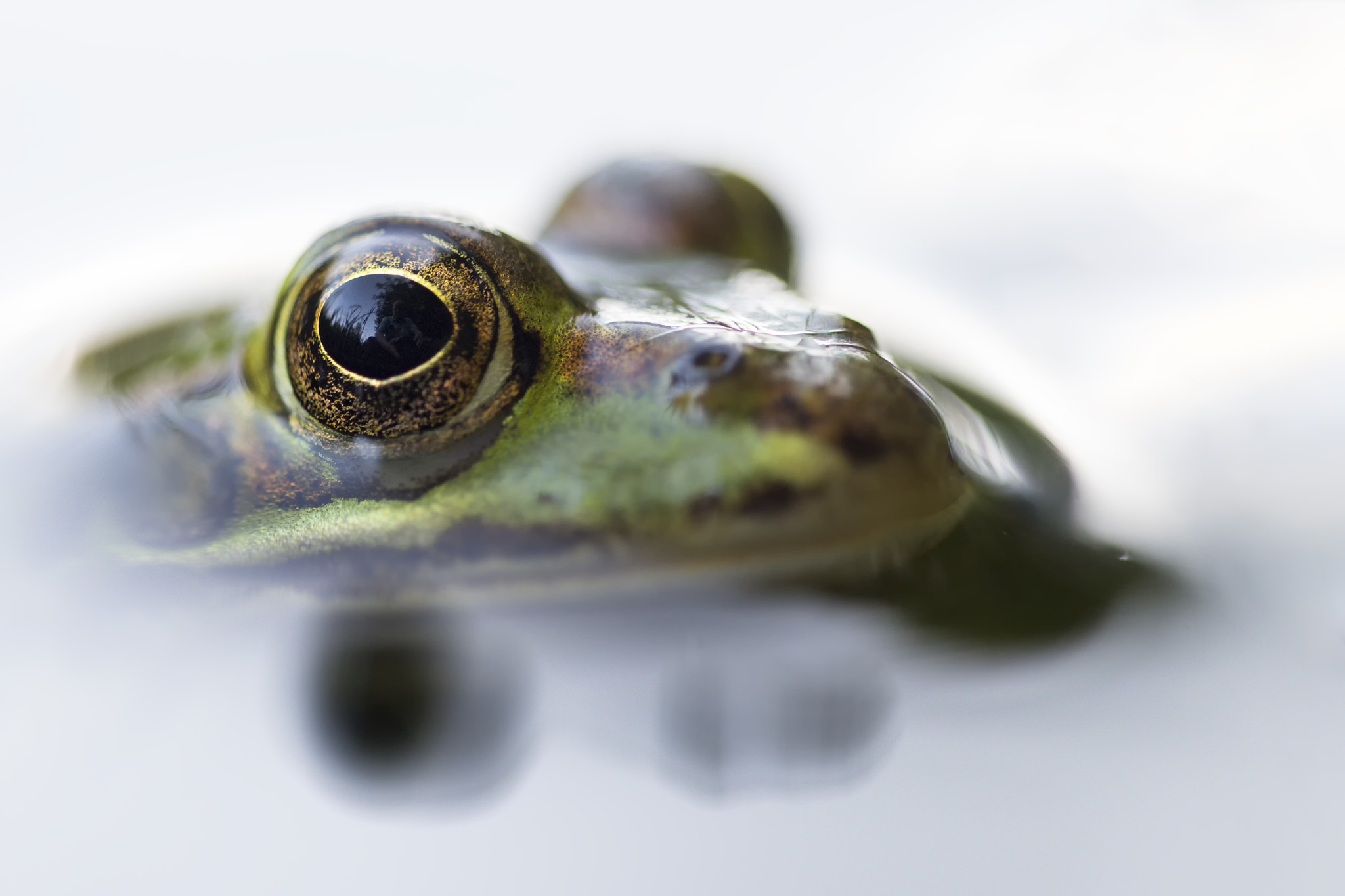 Sigma 150mm f/2.8 EX DG OS HSM APO Macro sample photo. Selfie mit frosch photography