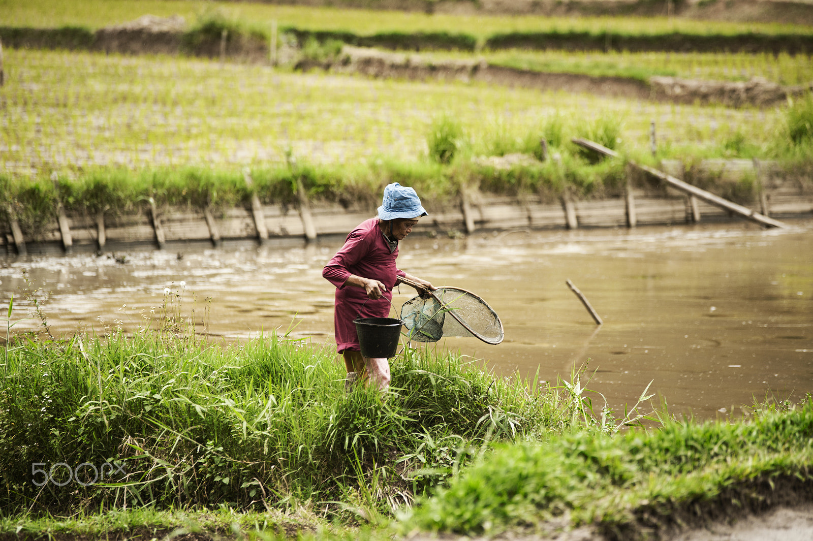 Nikon D700 + Sigma 70-200mm F2.8 EX DG OS HSM sample photo. Rice fields photography