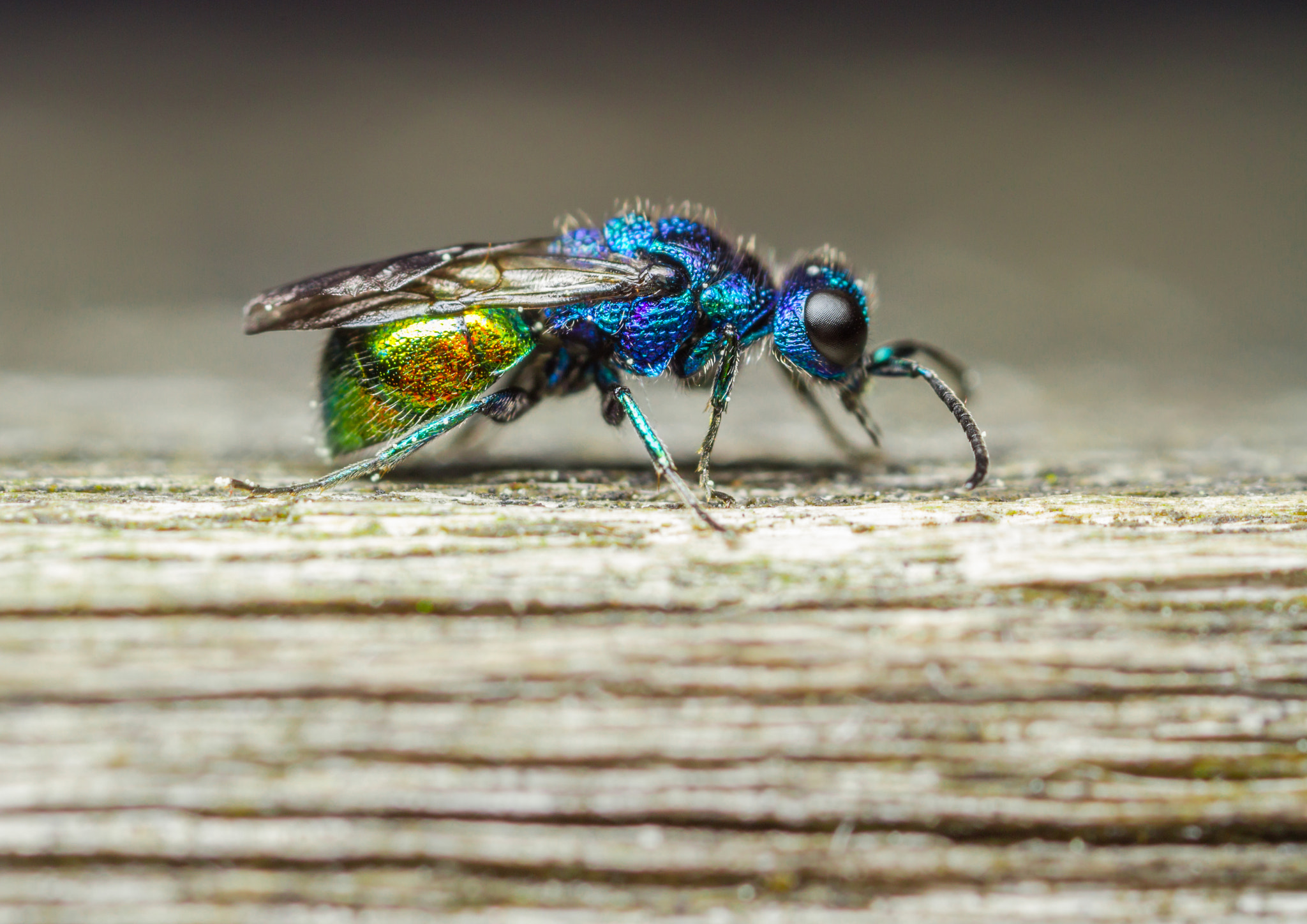 Canon MP-E 65mm F2.5 1-5x Macro Photo sample photo. Cuckoo wasp photography
