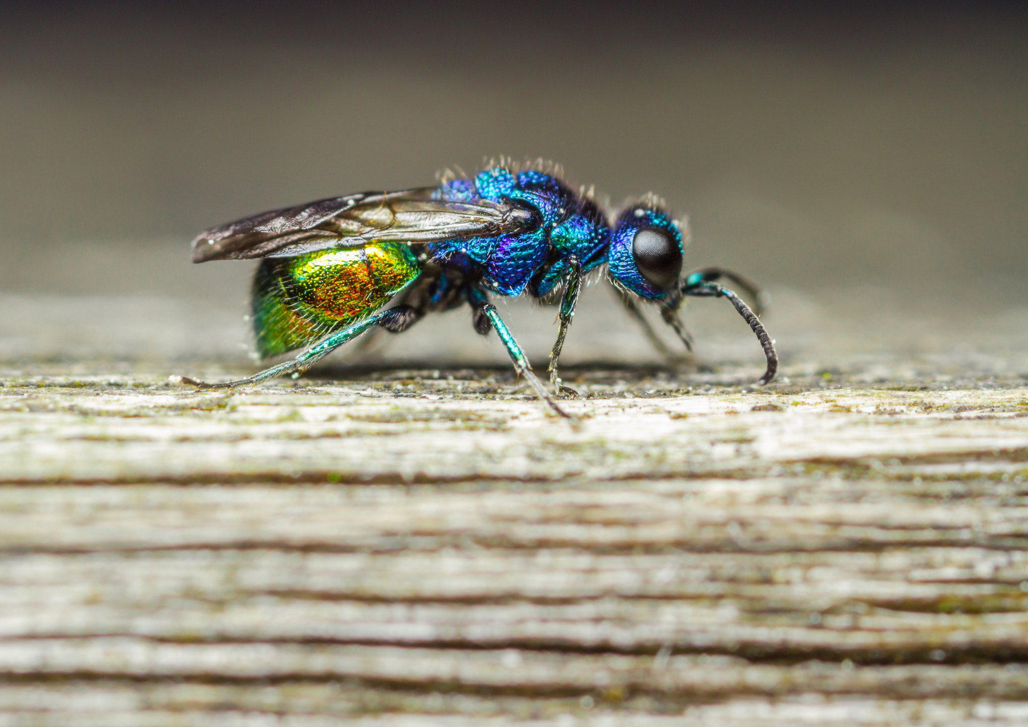 Canon EOS 7D sample photo. Cuckoo wasp photography