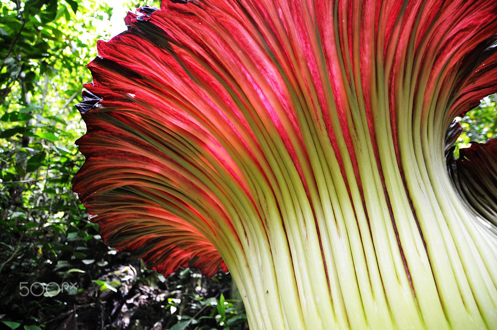 Nikon D300 sample photo. Titan arum photography