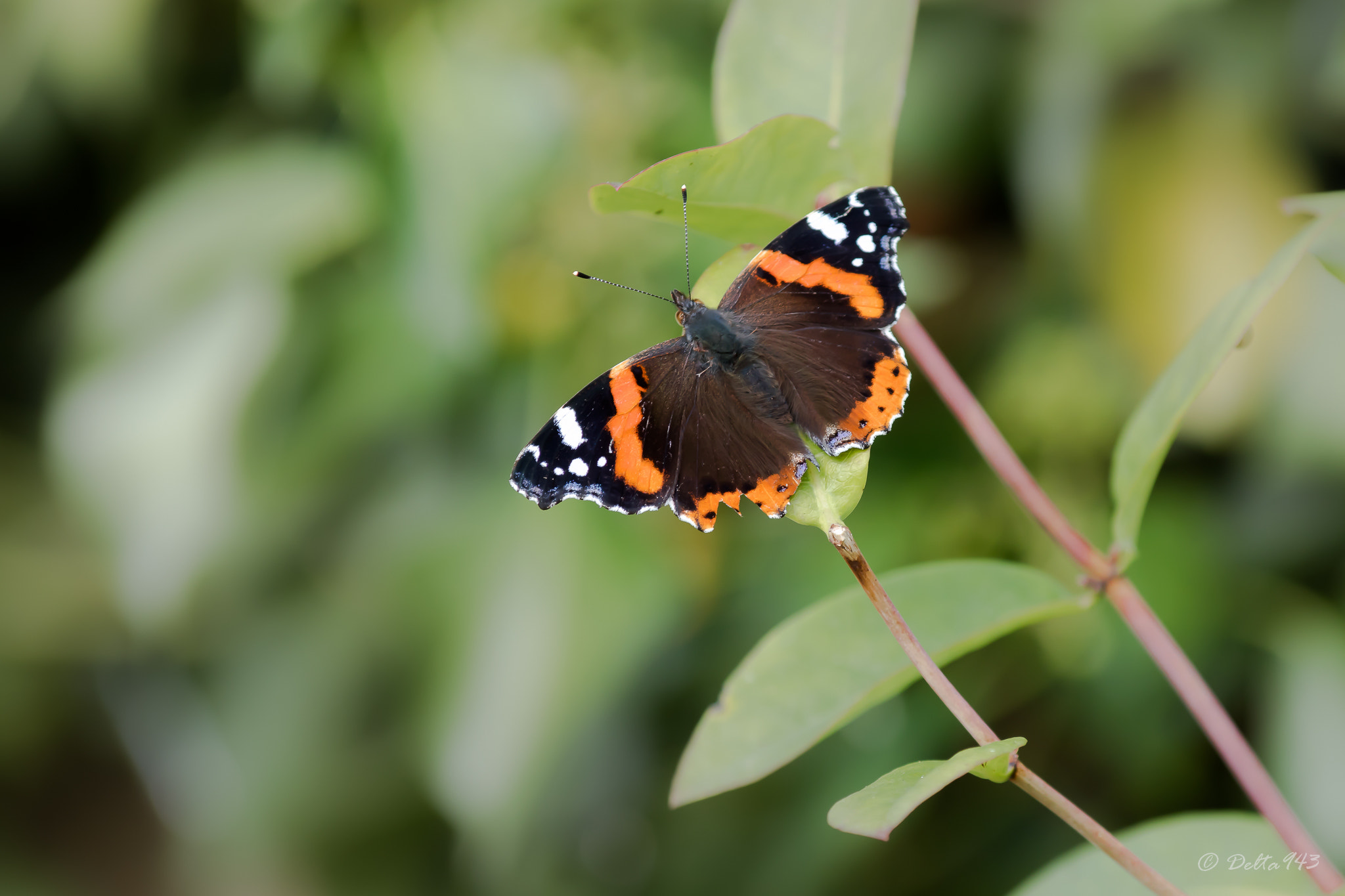 Canon EF 80-200mm f/2.8L sample photo. Papillon photography