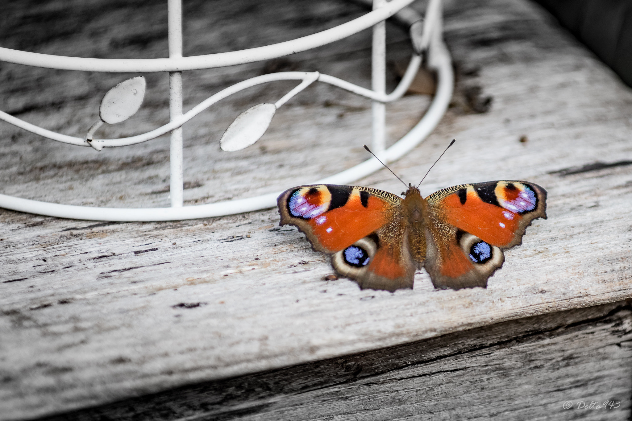 Canon EF 80-200mm f/2.8L sample photo. Papillon photography
