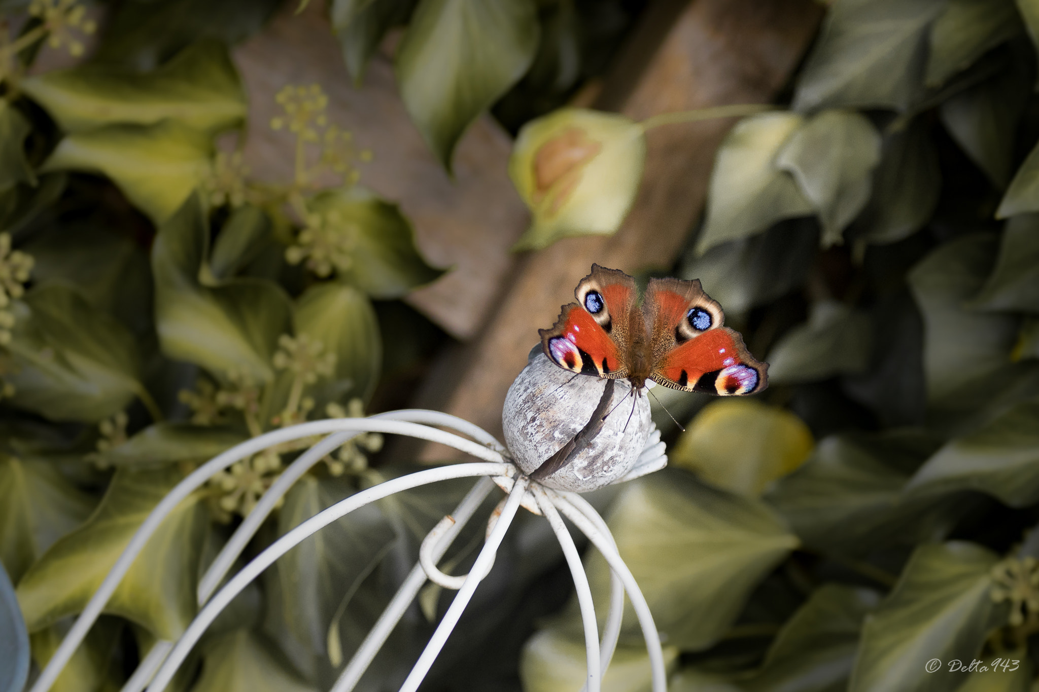 Canon EF 80-200mm f/2.8L sample photo. Papillon photography