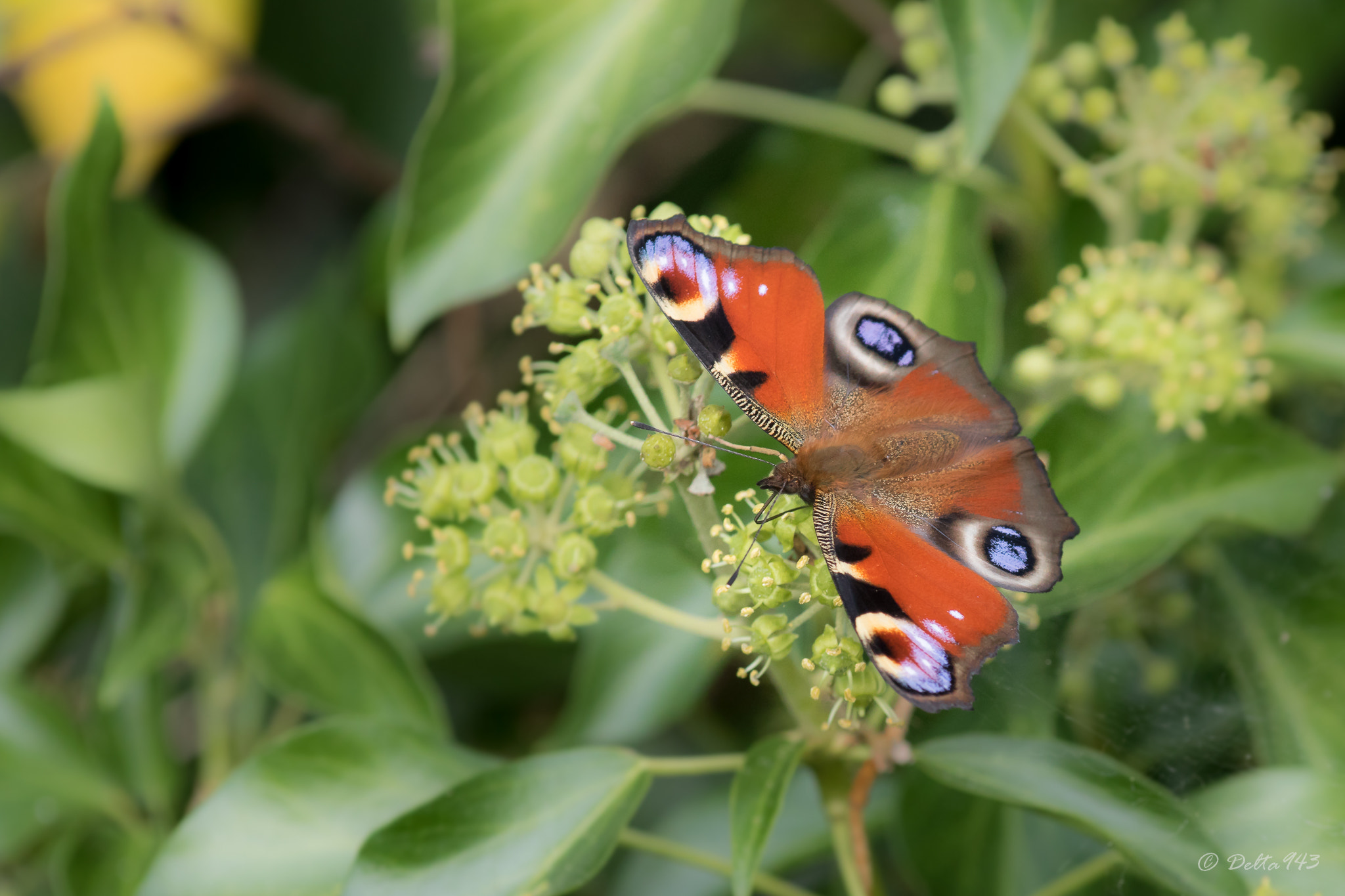 Canon EF 80-200mm f/2.8L sample photo. Papillon photography