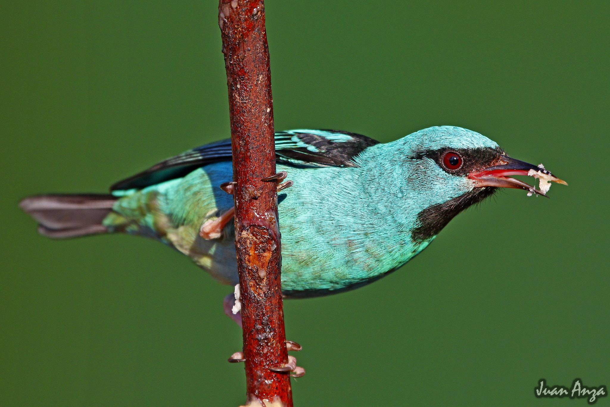 Canon EF 100-400mm F4.5-5.6L IS USM sample photo. Blue dacnis - male photography